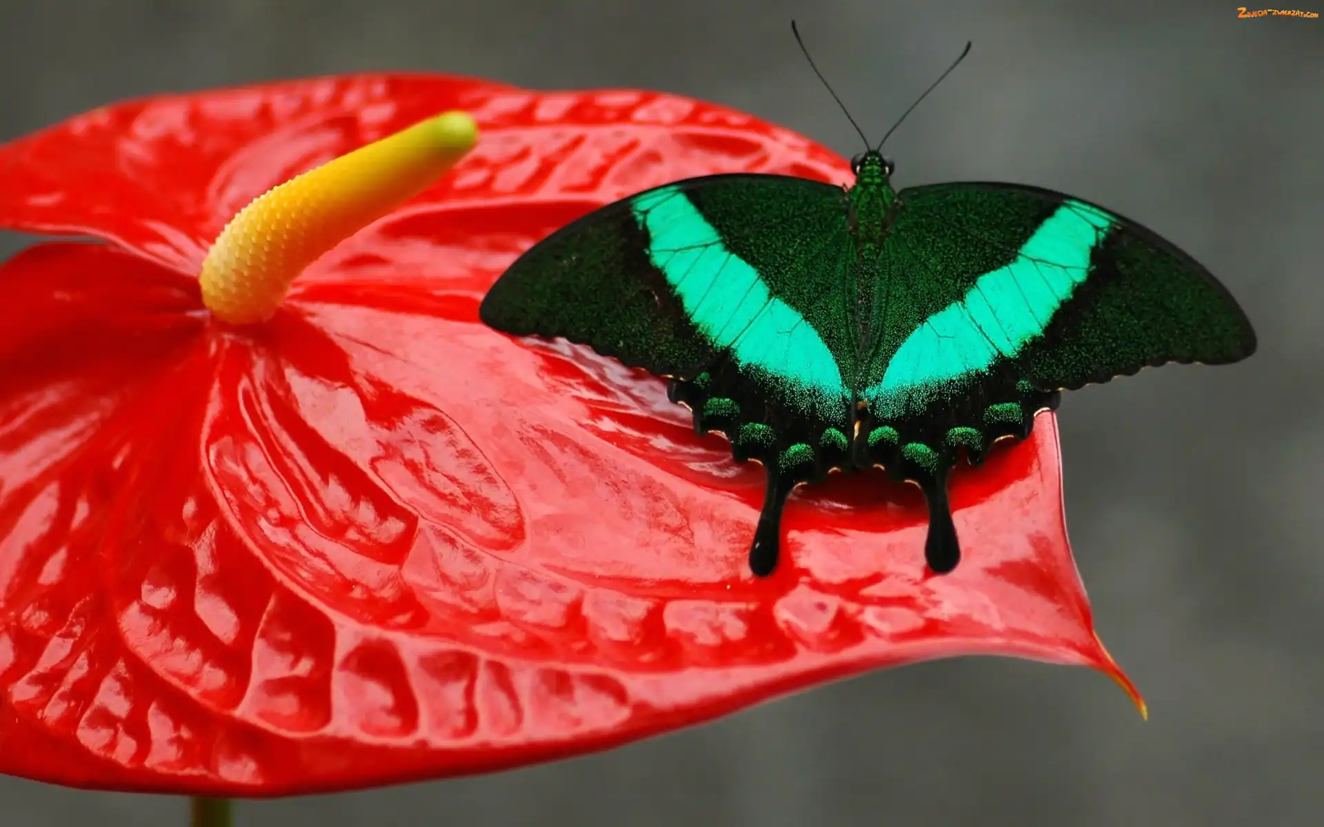 Anturium, Motyl, Kwiat