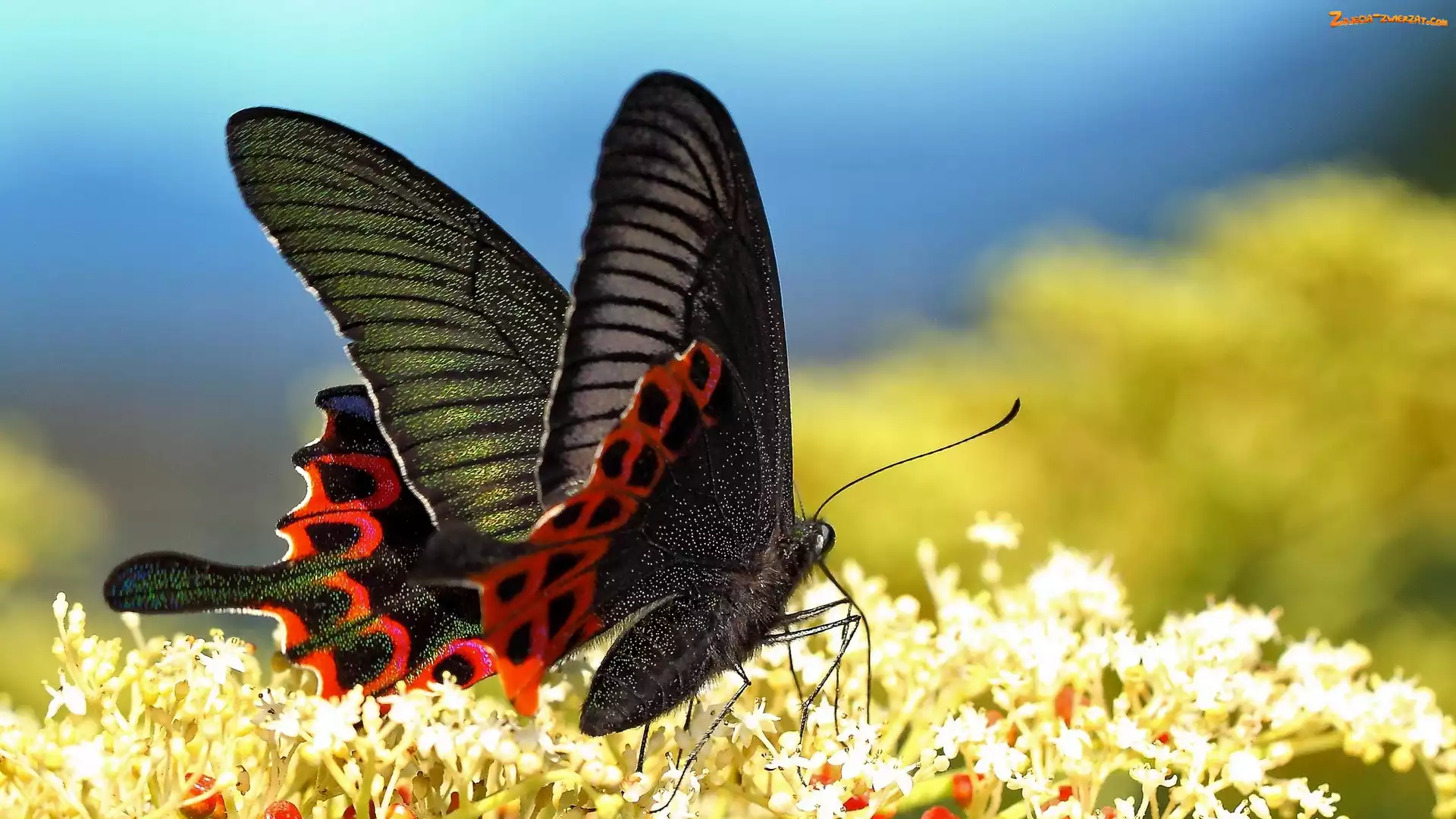 Motyl, Czerwony, Kwiaty, Białe, Czarno