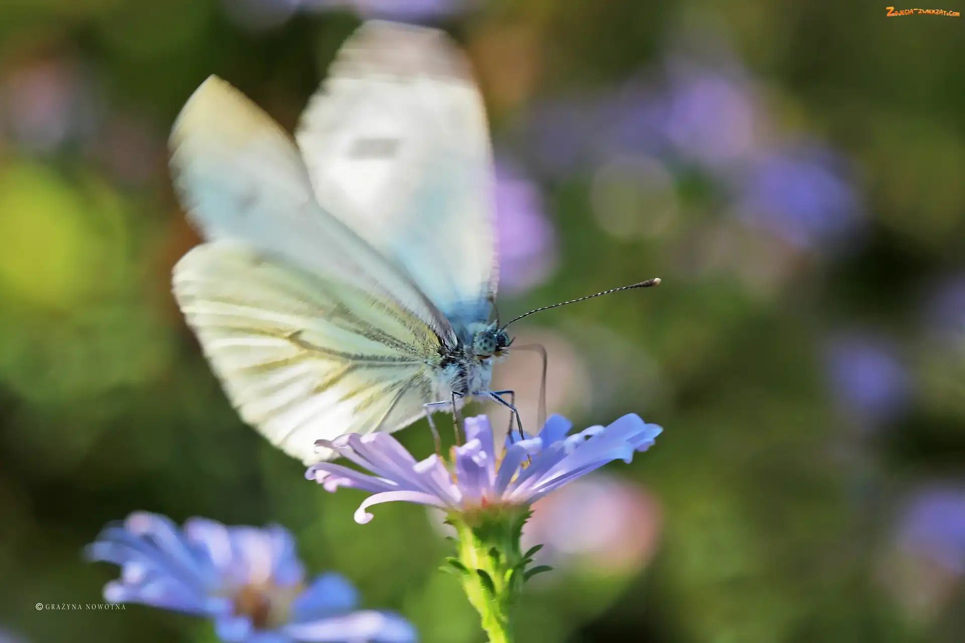 Biały, Motyl, Bielinek