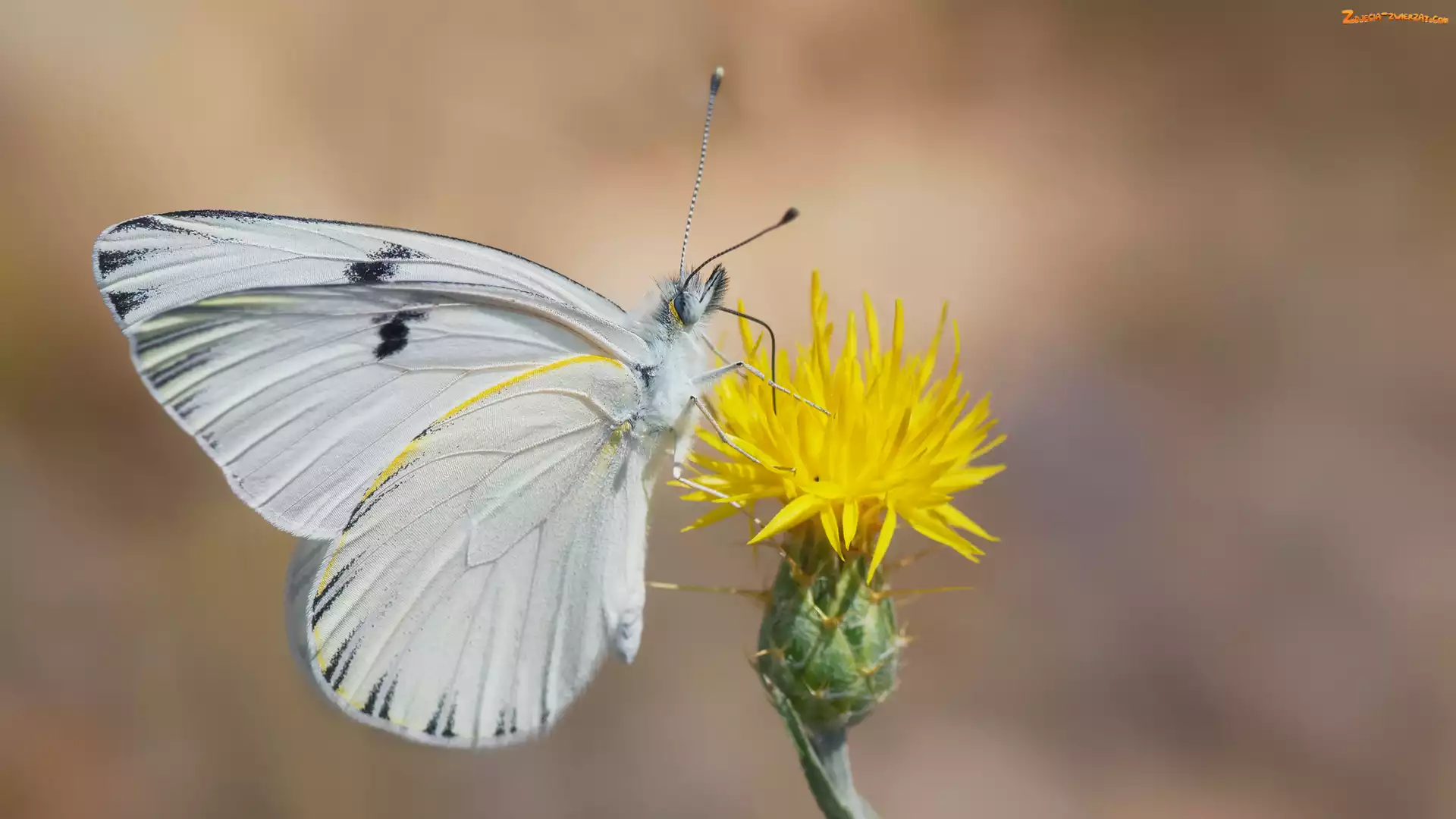 Motyl, Kwiat, Biały, Żółty