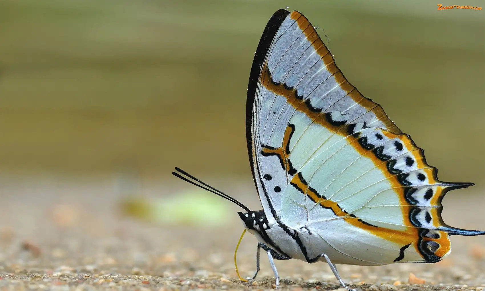Motyl, Paski, Biały, Miodowe