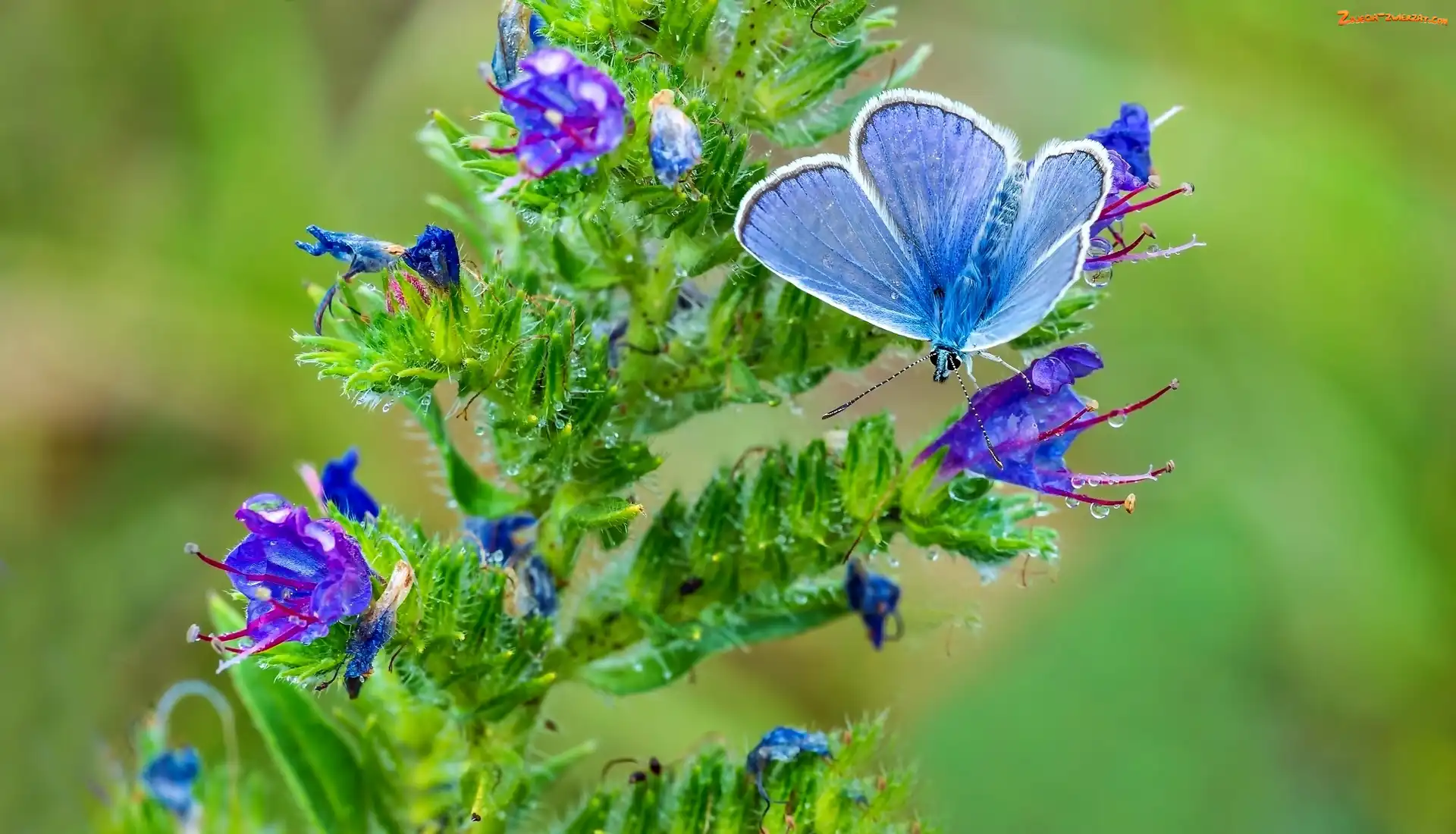 Motyl, Roślina, Błękitny, Kwitnąca