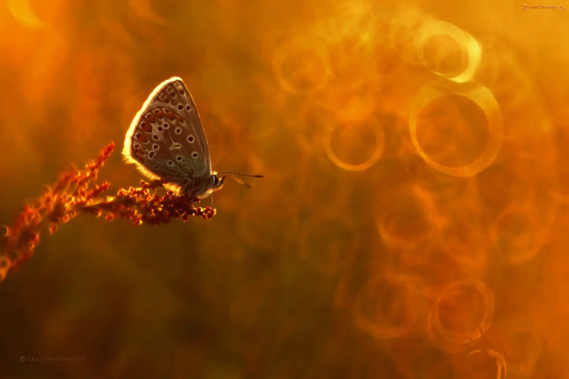 Bokeh, Motyl, Modraszek