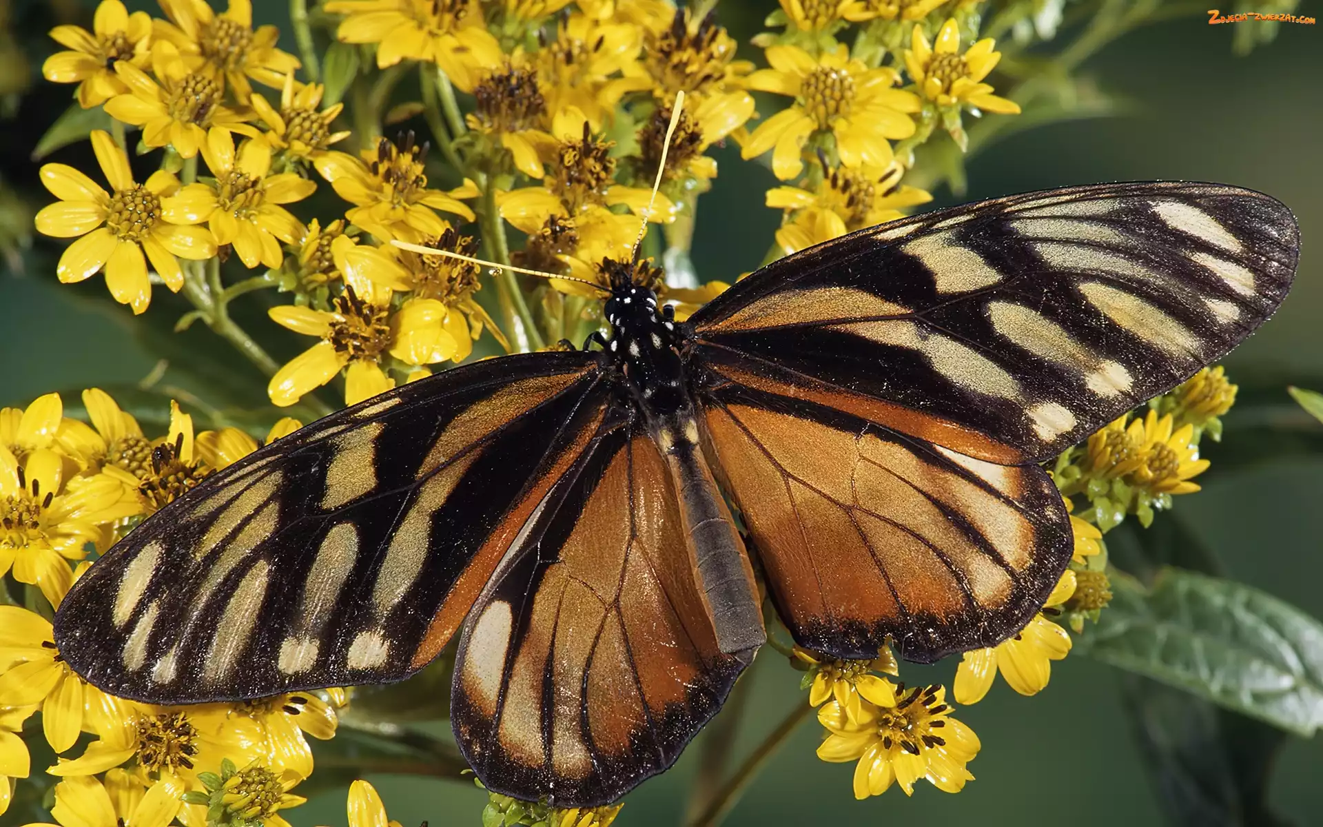 Motyl, Kwiatki, Brązowy, Żółte