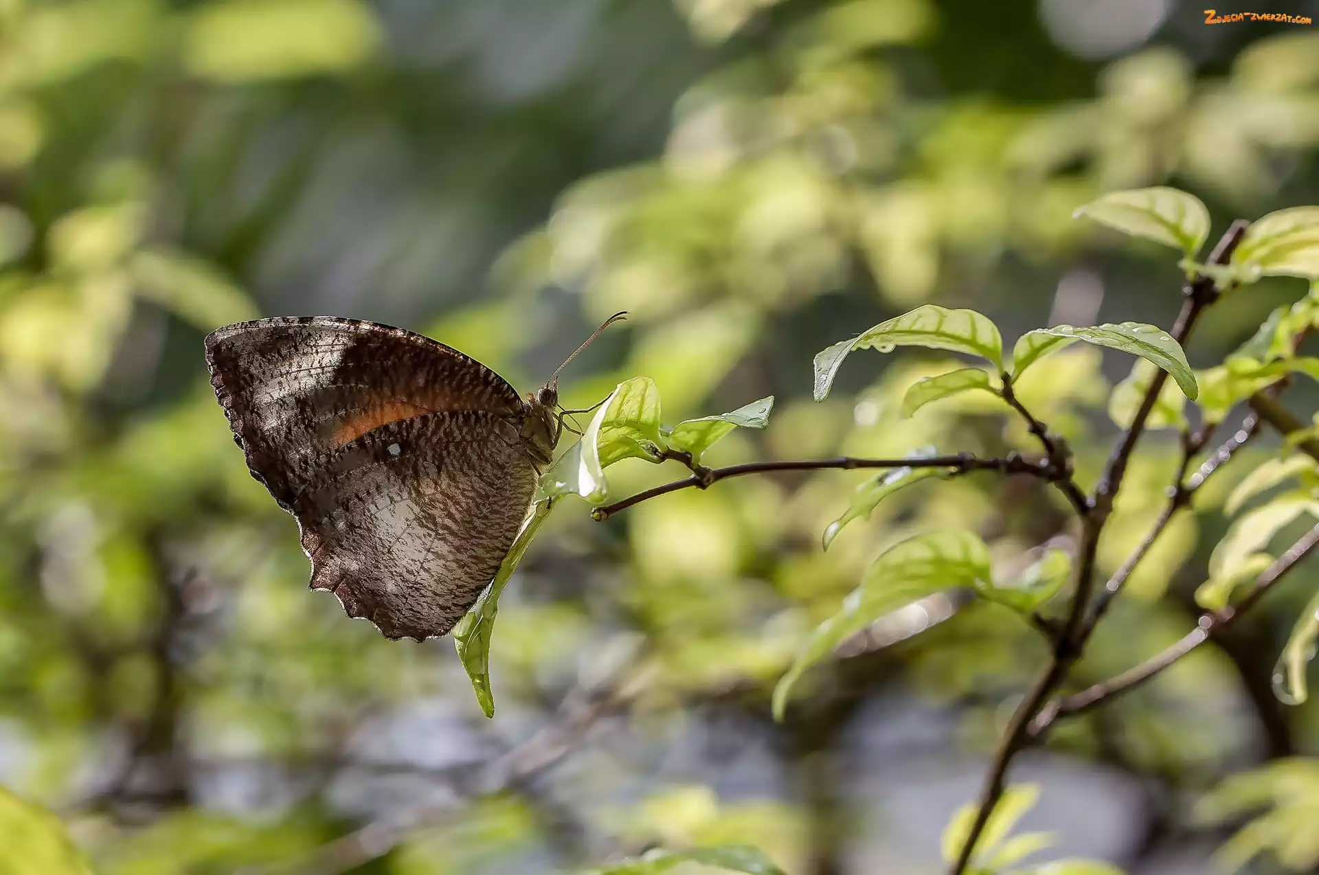 Motyl, Liście, Brązowy, Gałązka