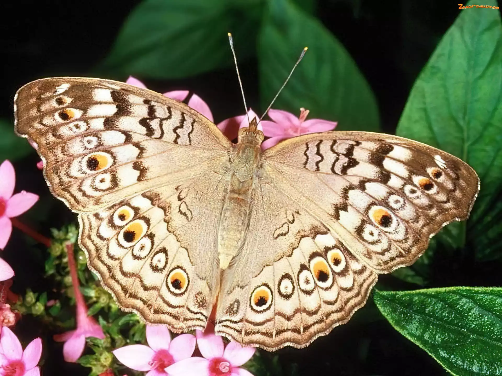 BrÄ…zu, Motyl, Odcienie