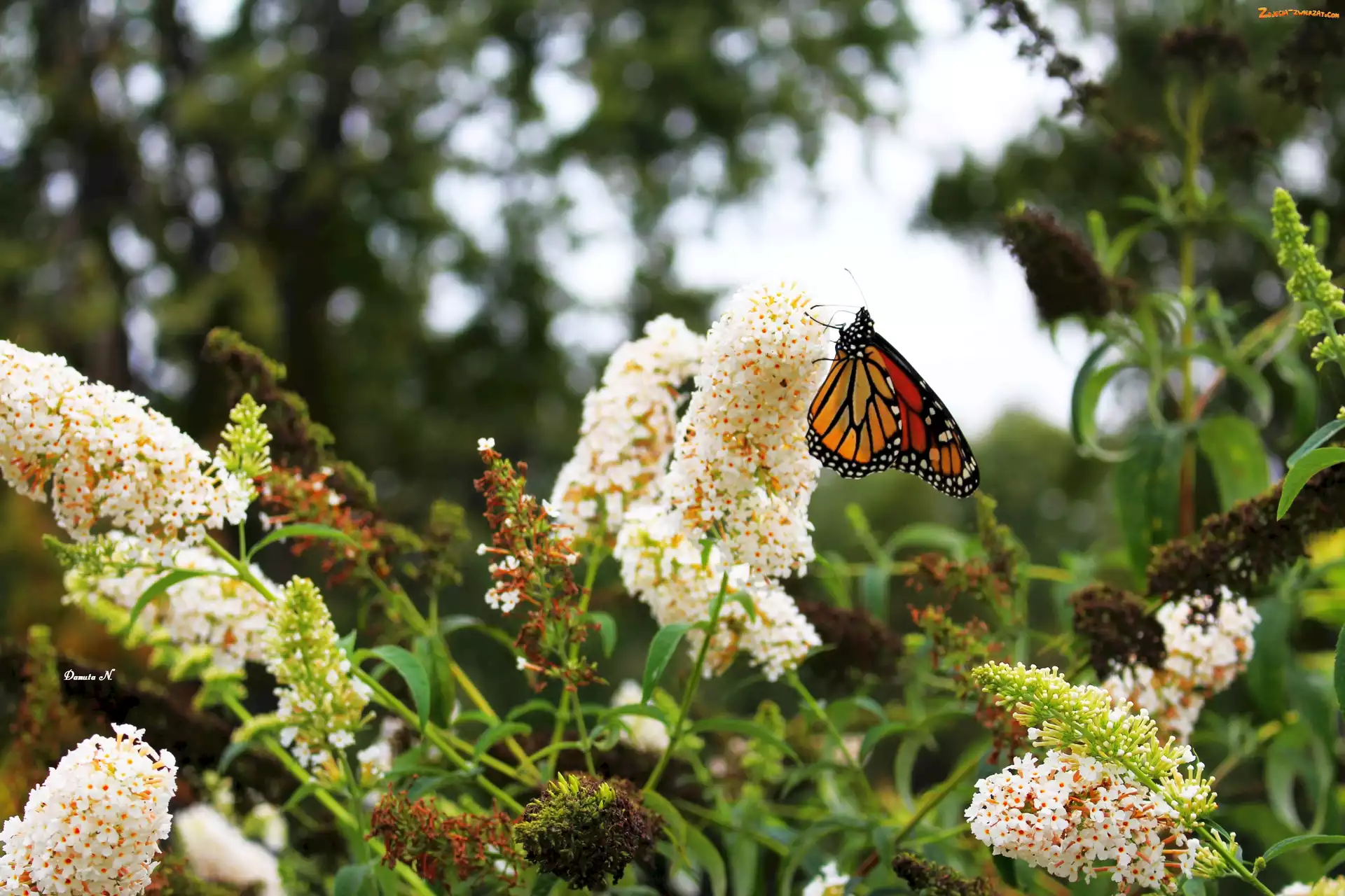 Motyl, Ogród, Budleja, Monarch