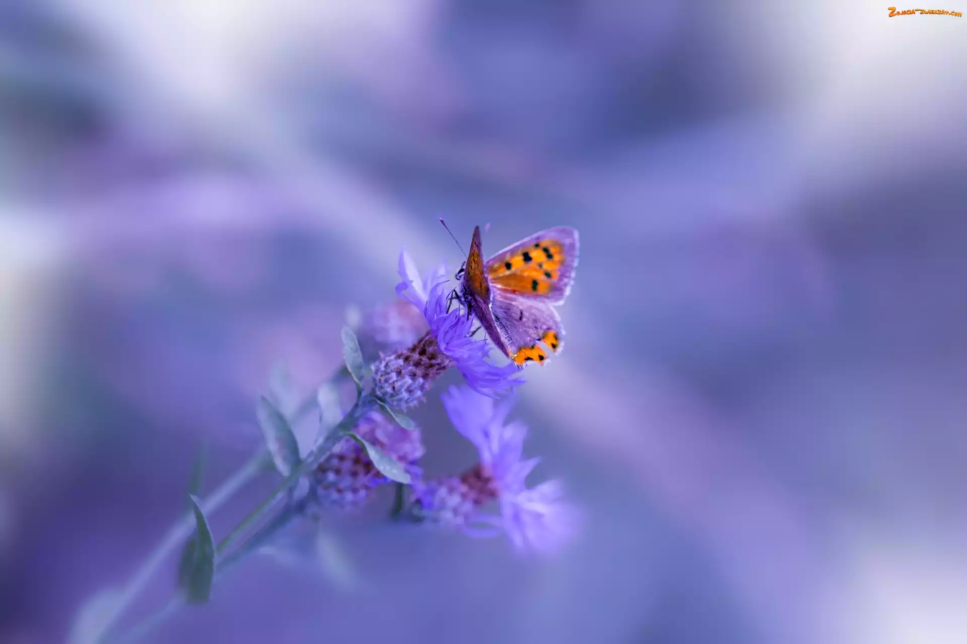 Chabry, Motyl, Kwiaty