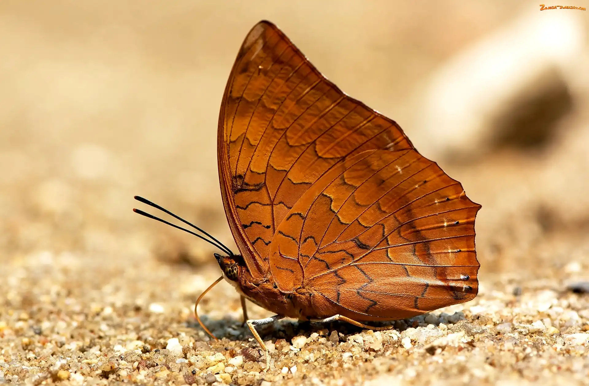 Motyl, Piasek, Brązowy, Charaxes marmax