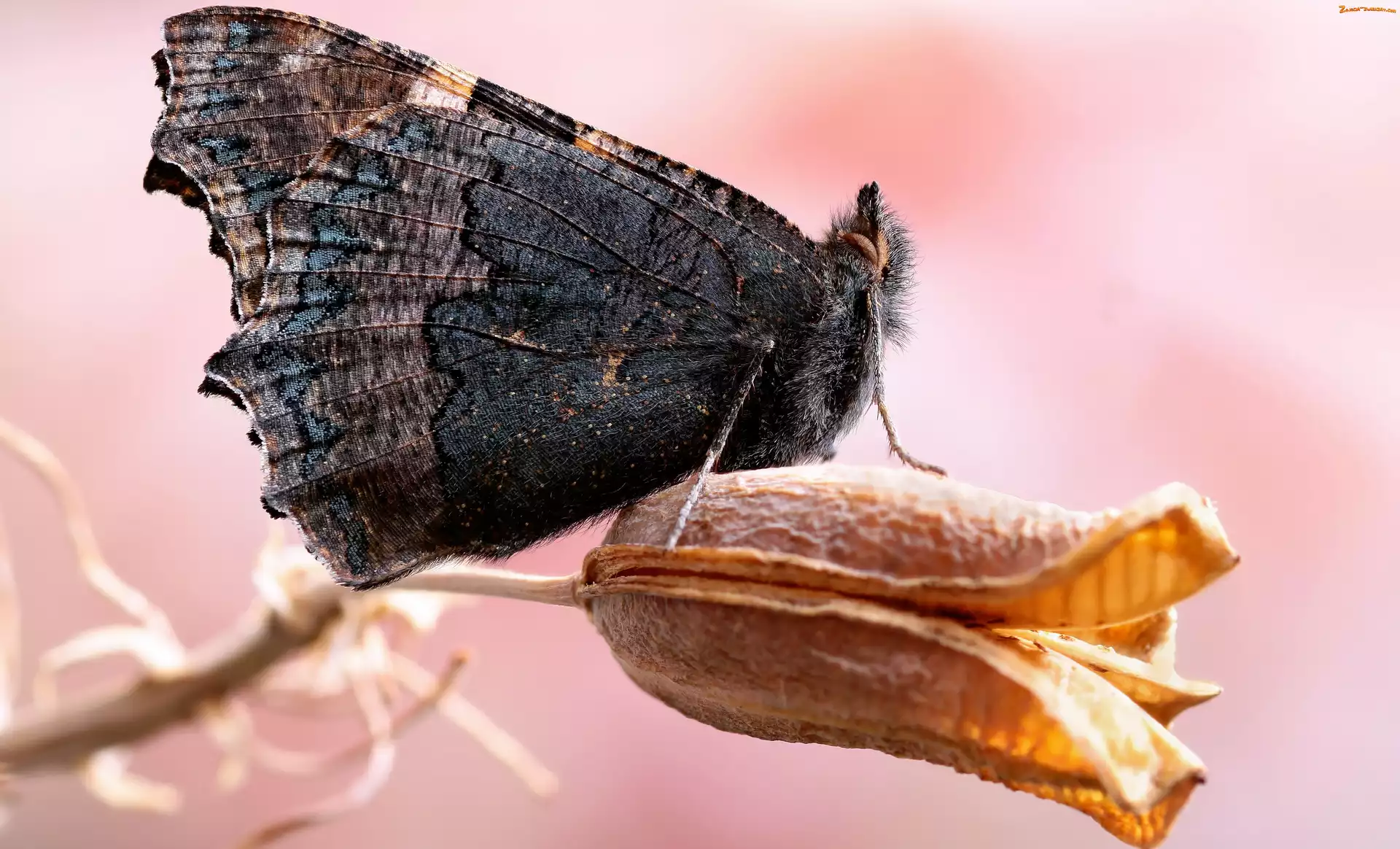 Motyl, Makro, Ciemny, Roślina