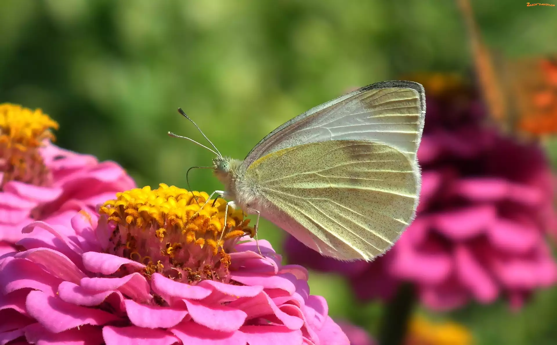 Cynia, Motyl, Bielinek
