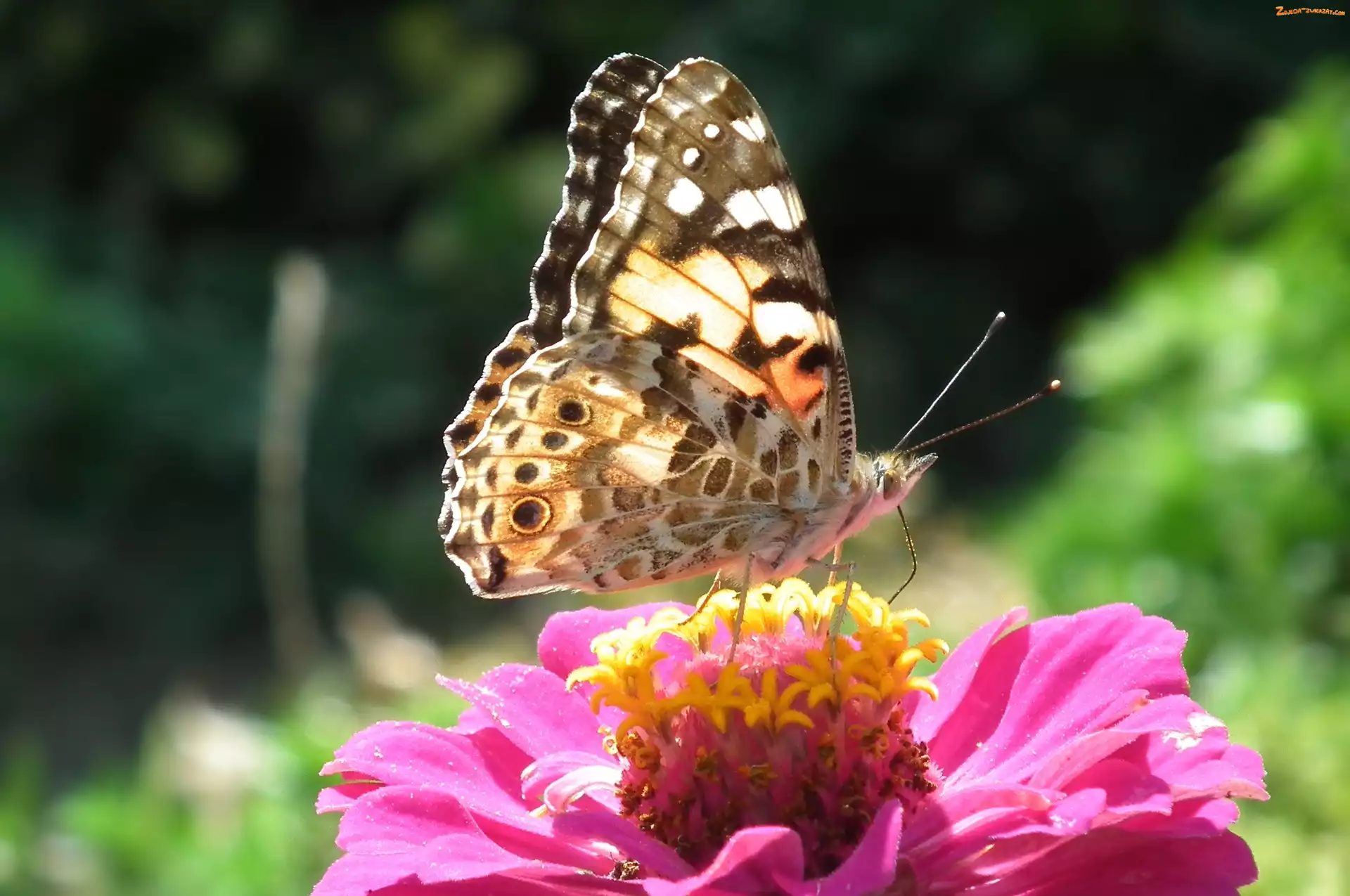 Rusałka, Cynia, Motyl, Osetnik