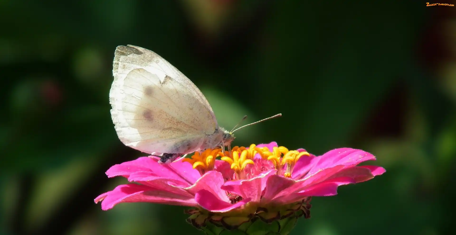 Cynia, Motyl, Kwiat