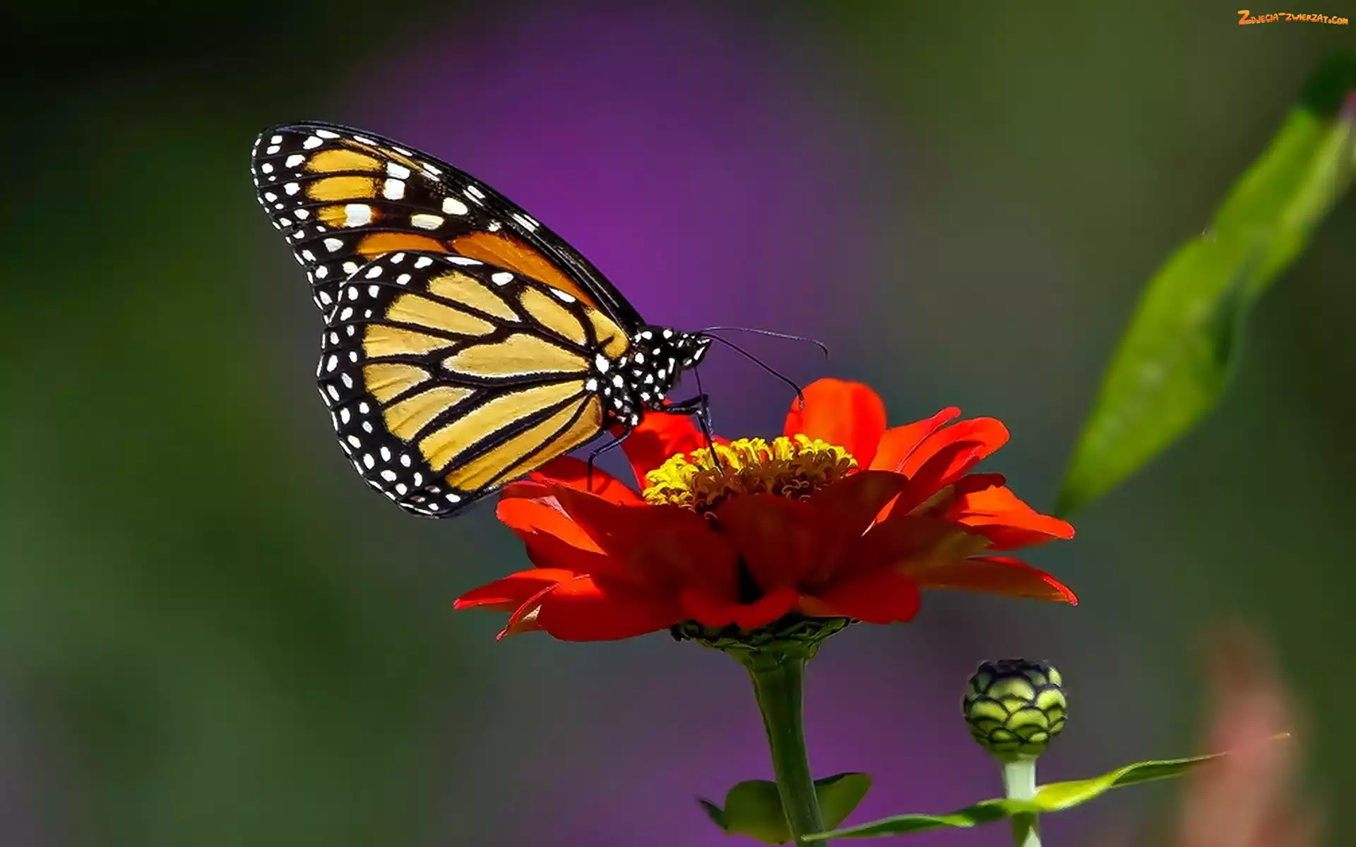 Monarcha, Cynia, Motyl, Kwiatek