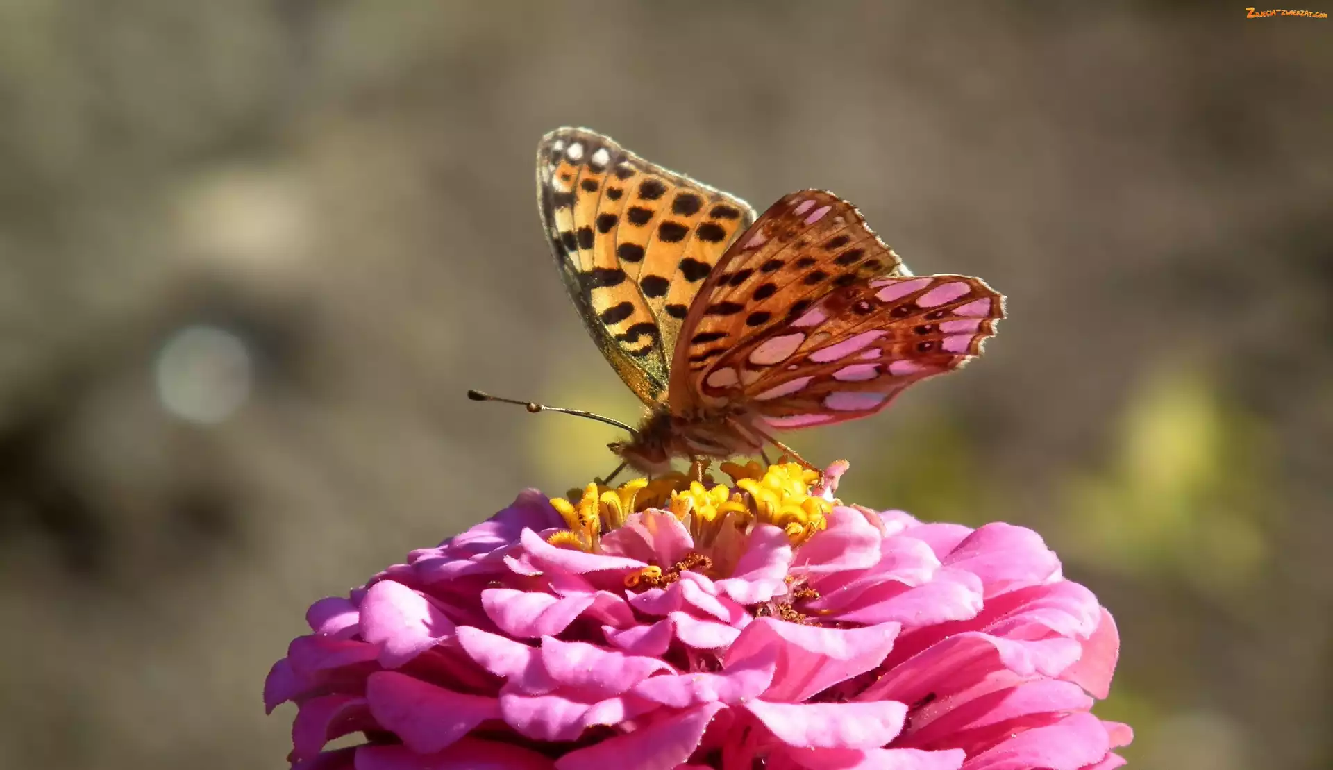 Dostojka, Cynia, Motyl, Latonia