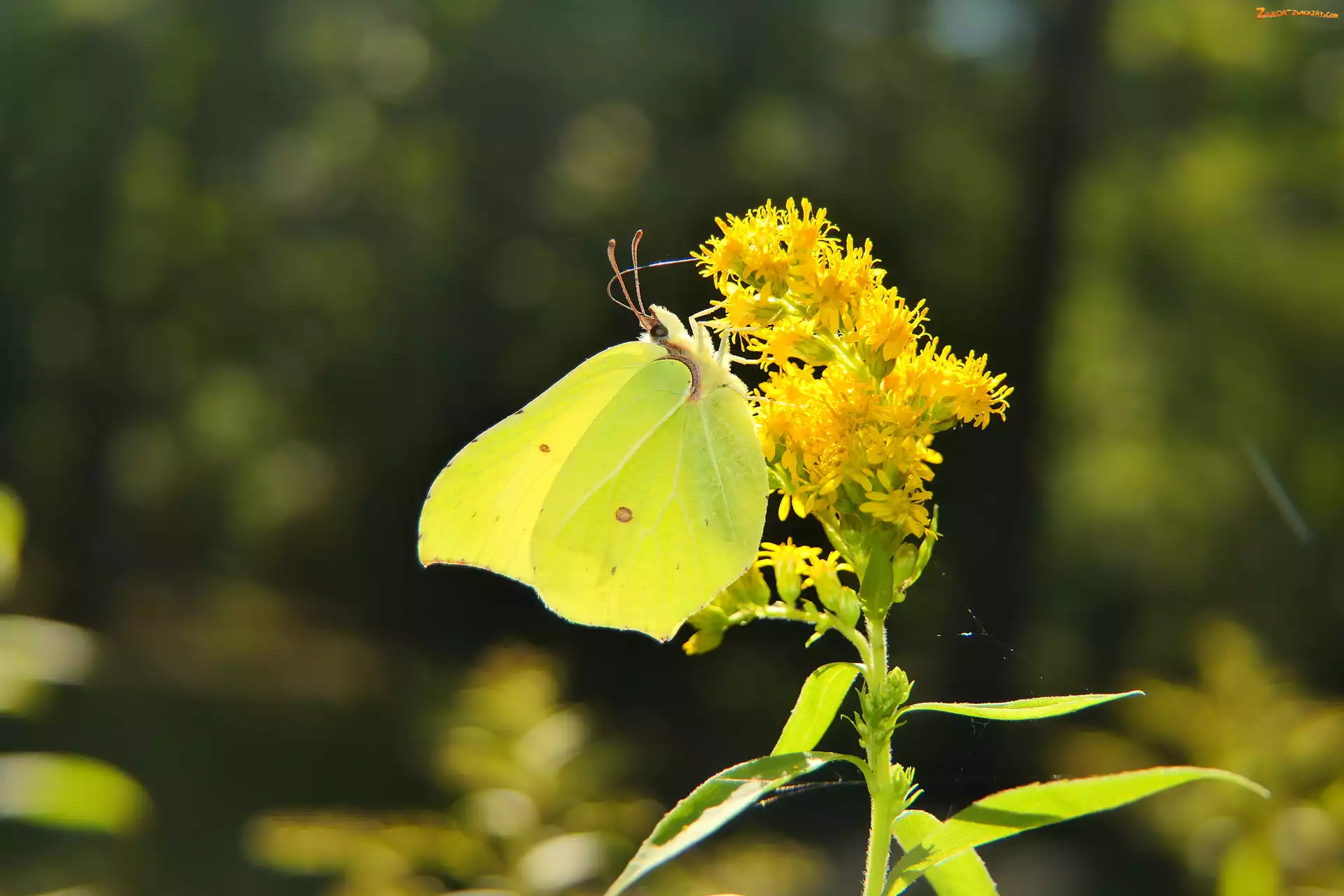 Motyl, Latolistek cytrynek