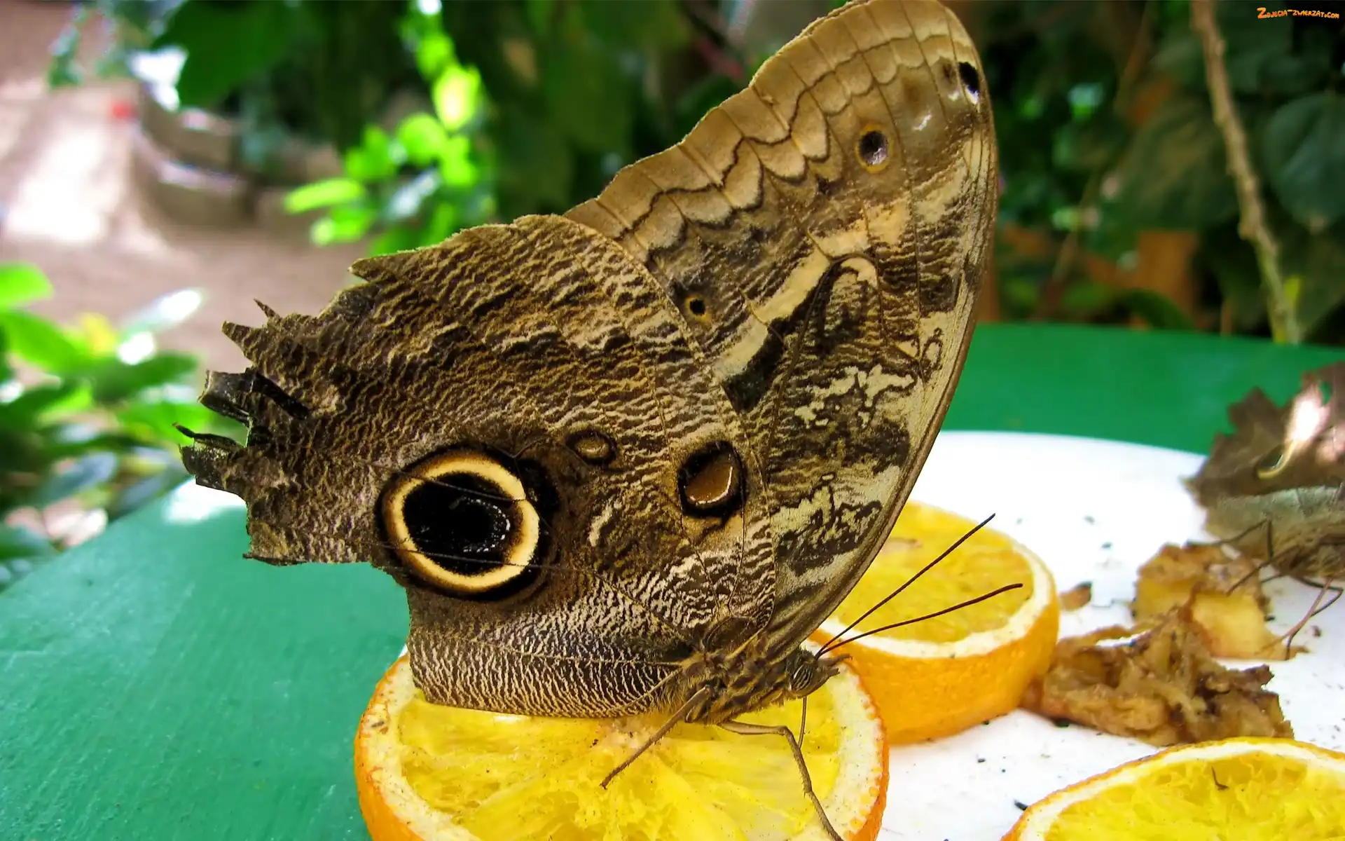 Cytryny, Motyl, Plasterki