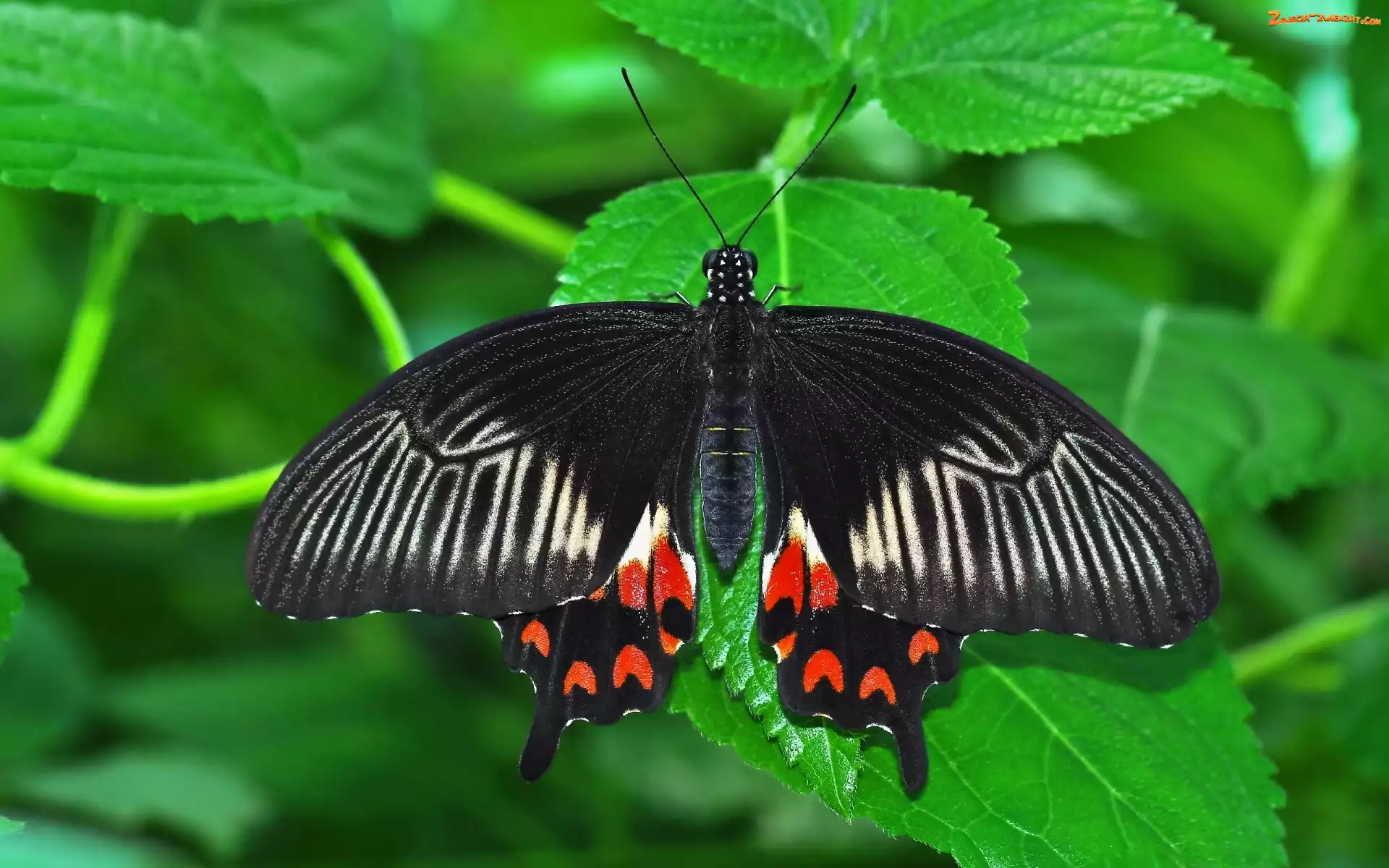 Motyl, Liście, Czarny, Zielone
