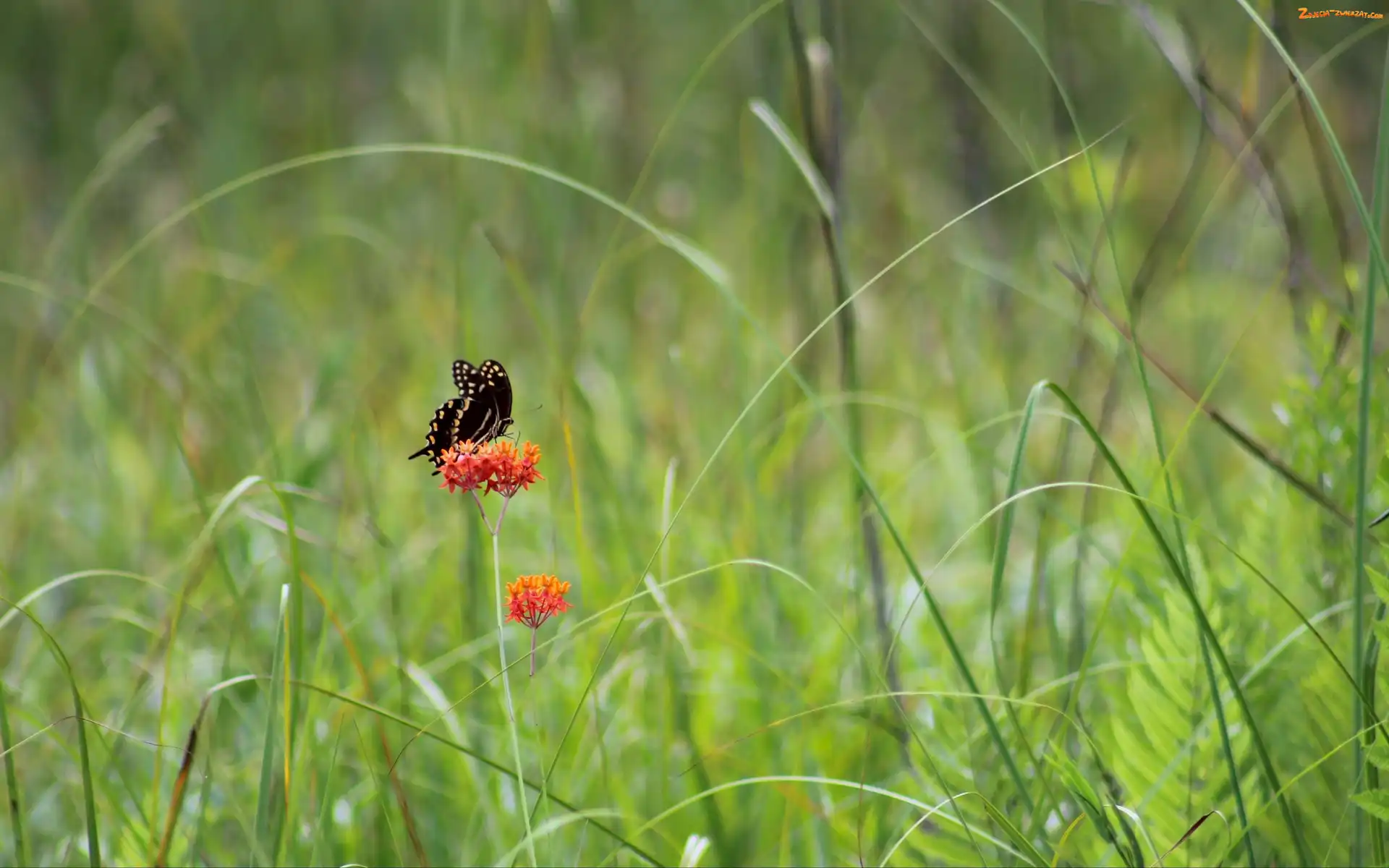 Motyl, Trawa, Czarny, Kwiat