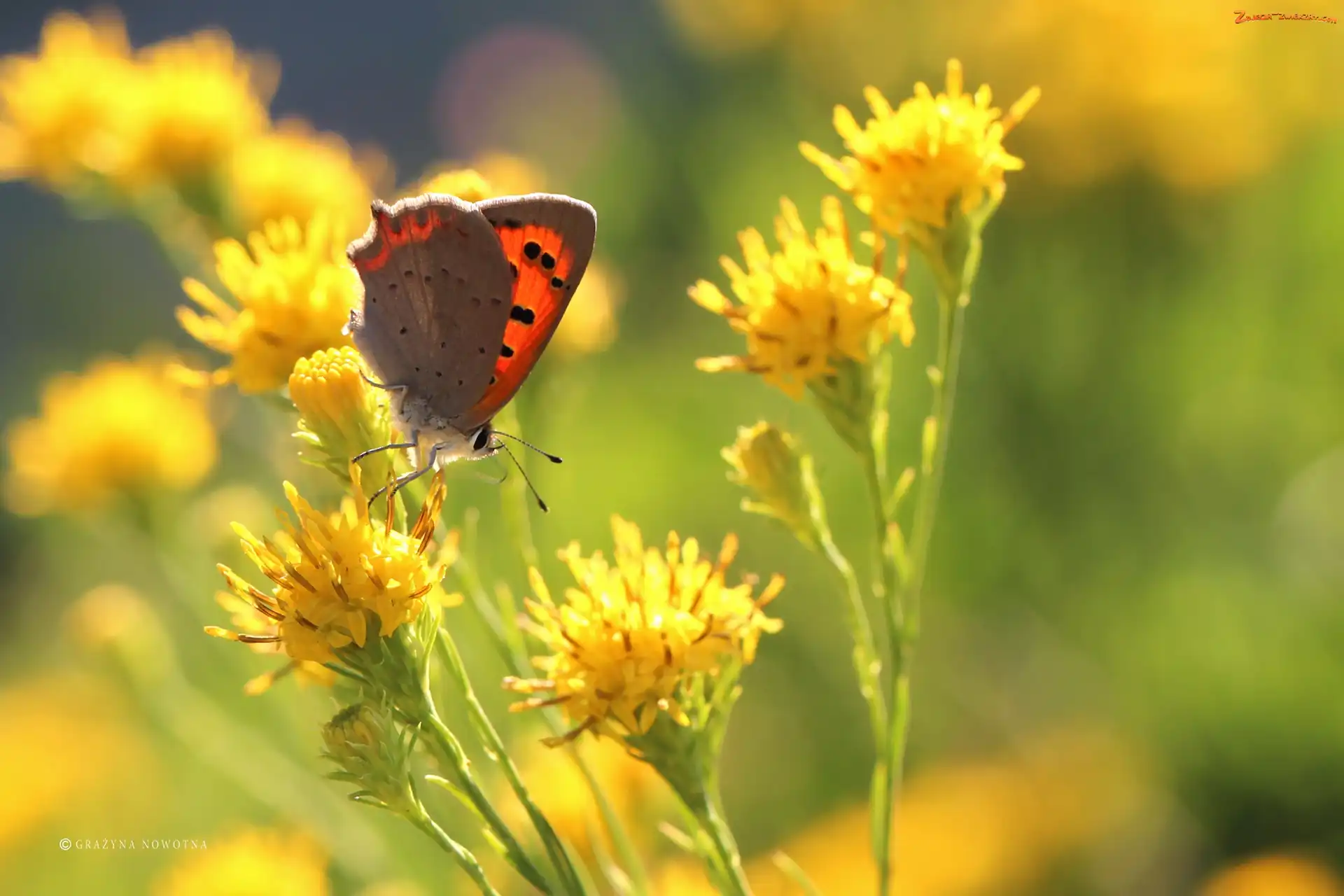 Motyl, Kwiaty, Czerwończyk, Owad