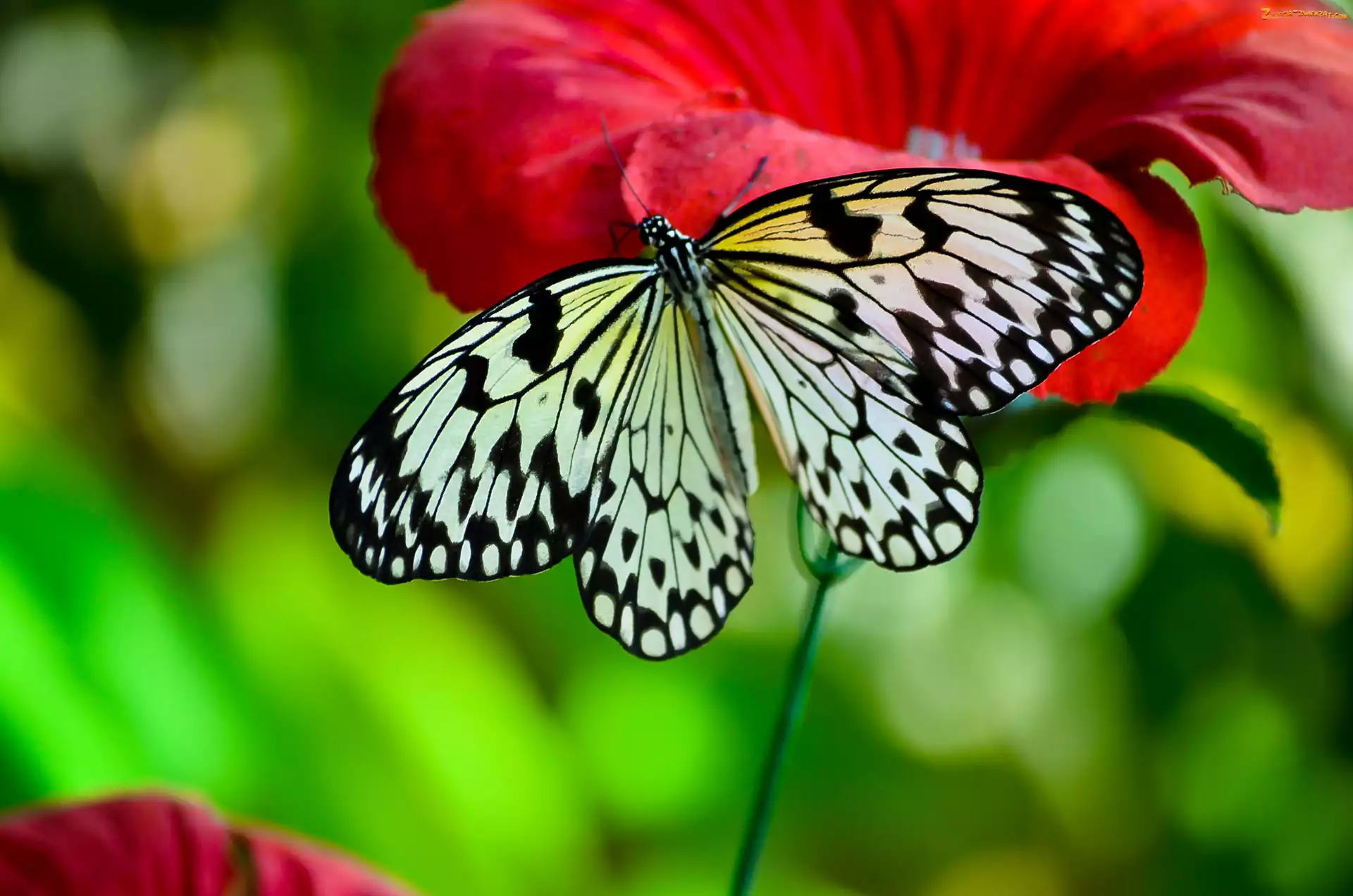 Motyl, Biały, Kwiat, Czerwony, Czarno
