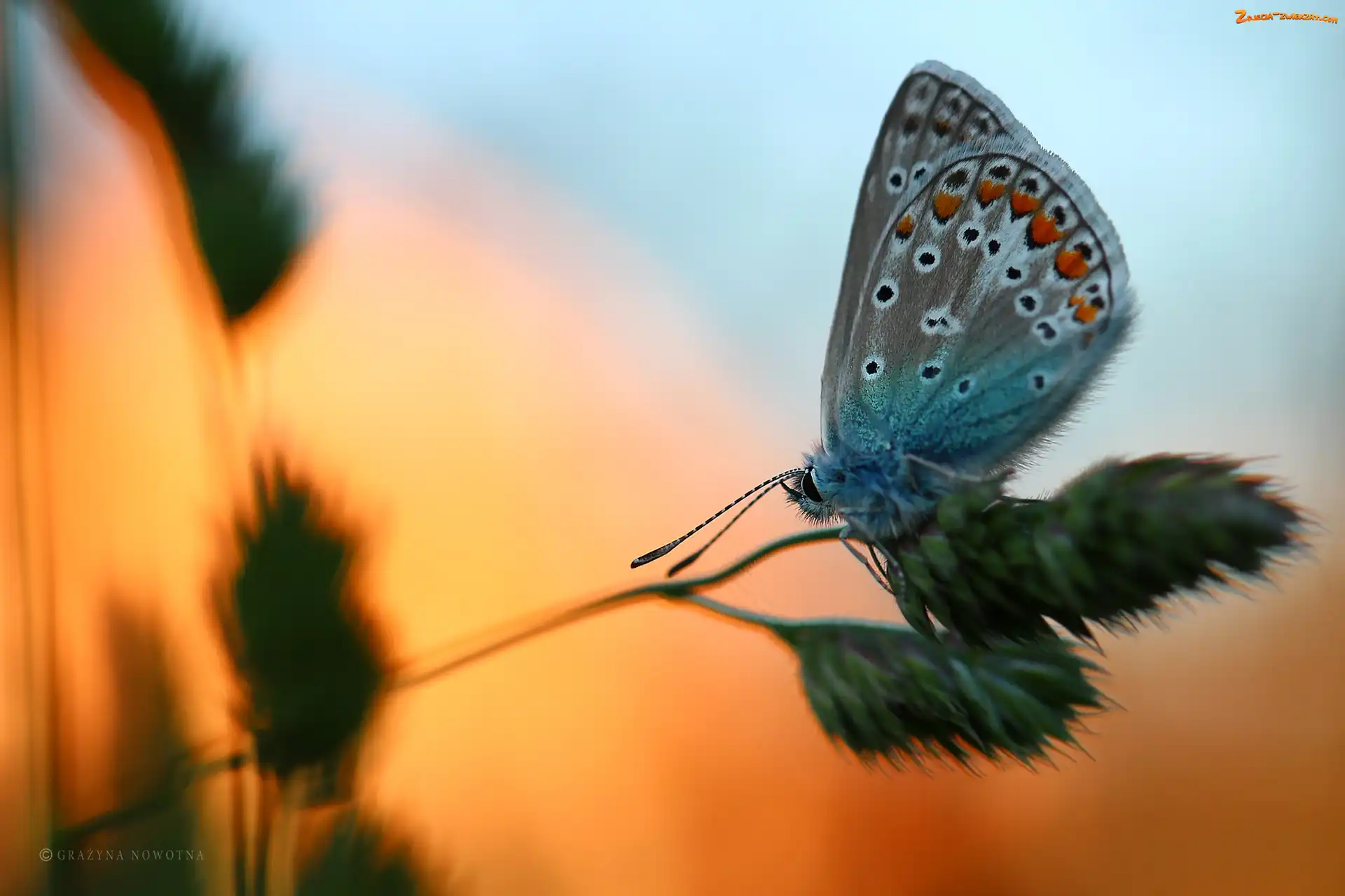Źdźbło, Motyl, Modraszek