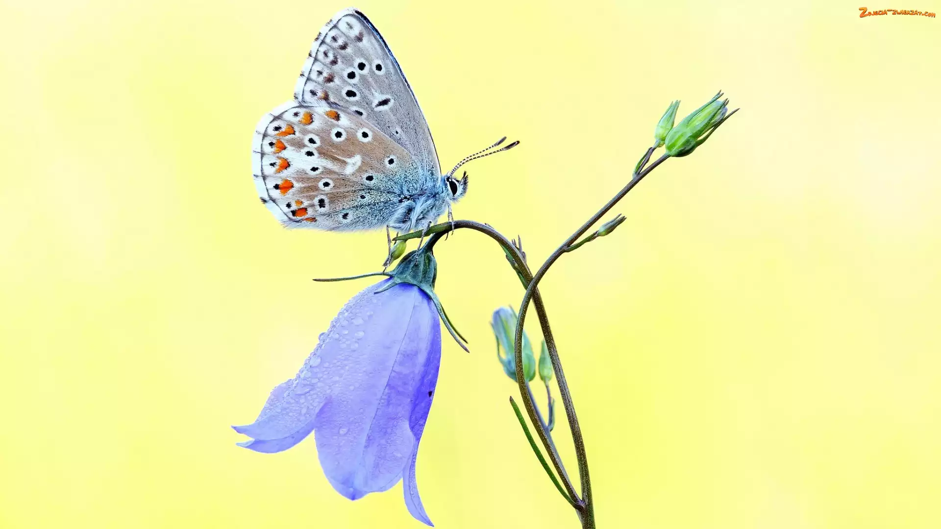 Modraszek ikar, Dzwonek, Motyl, Motylek