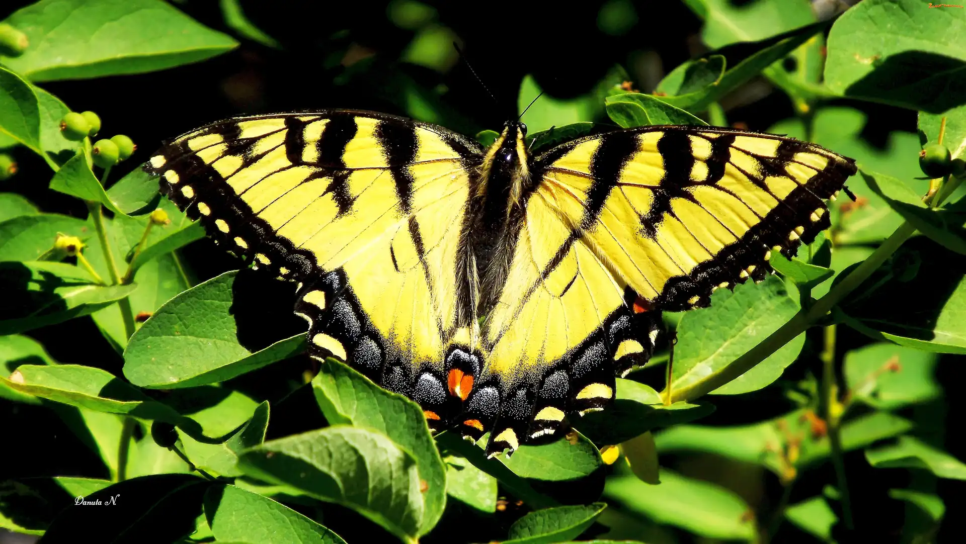Żeglarz, Motyl, Paź