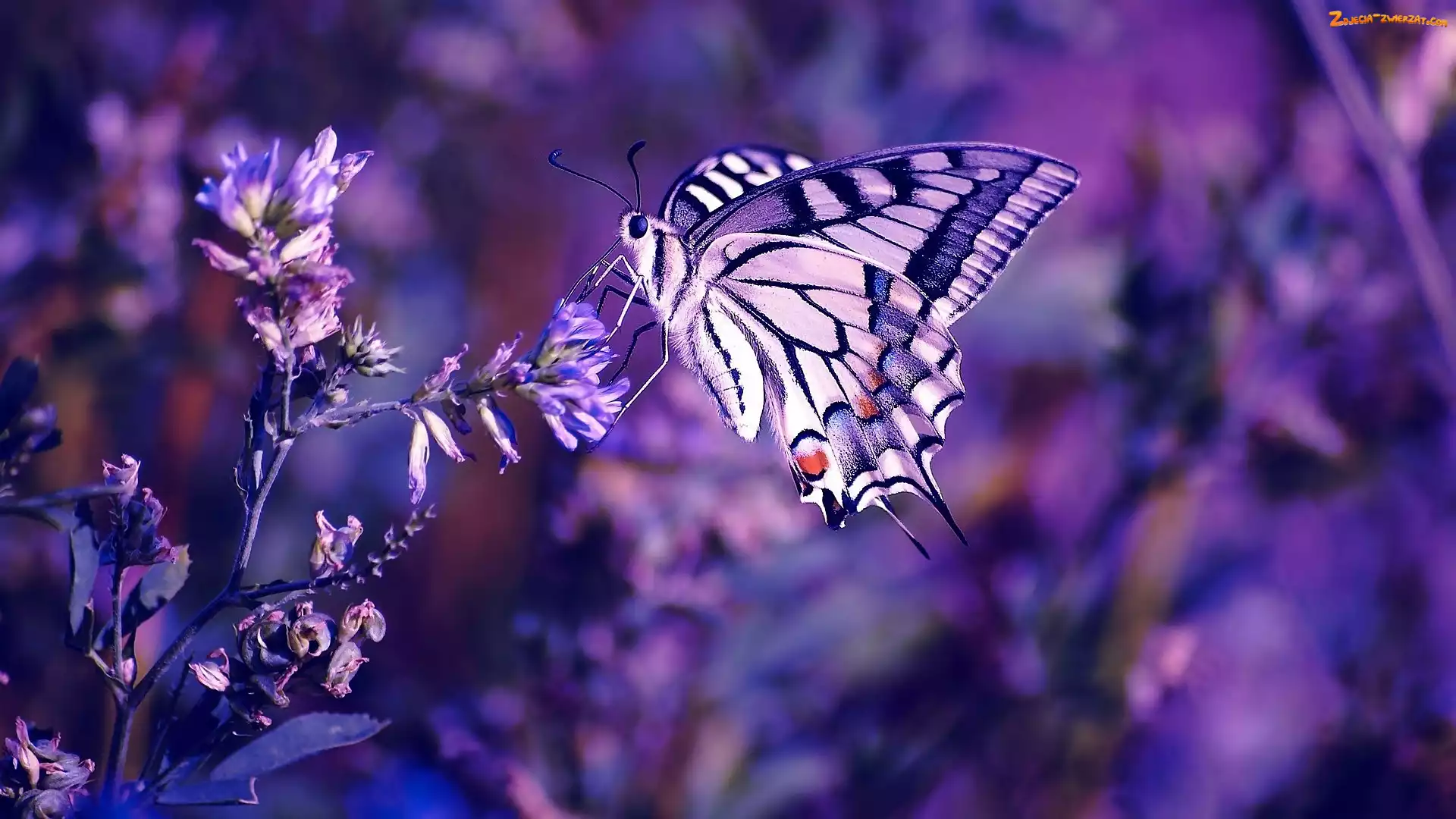 Fiolet, Motyl, Kwiat
