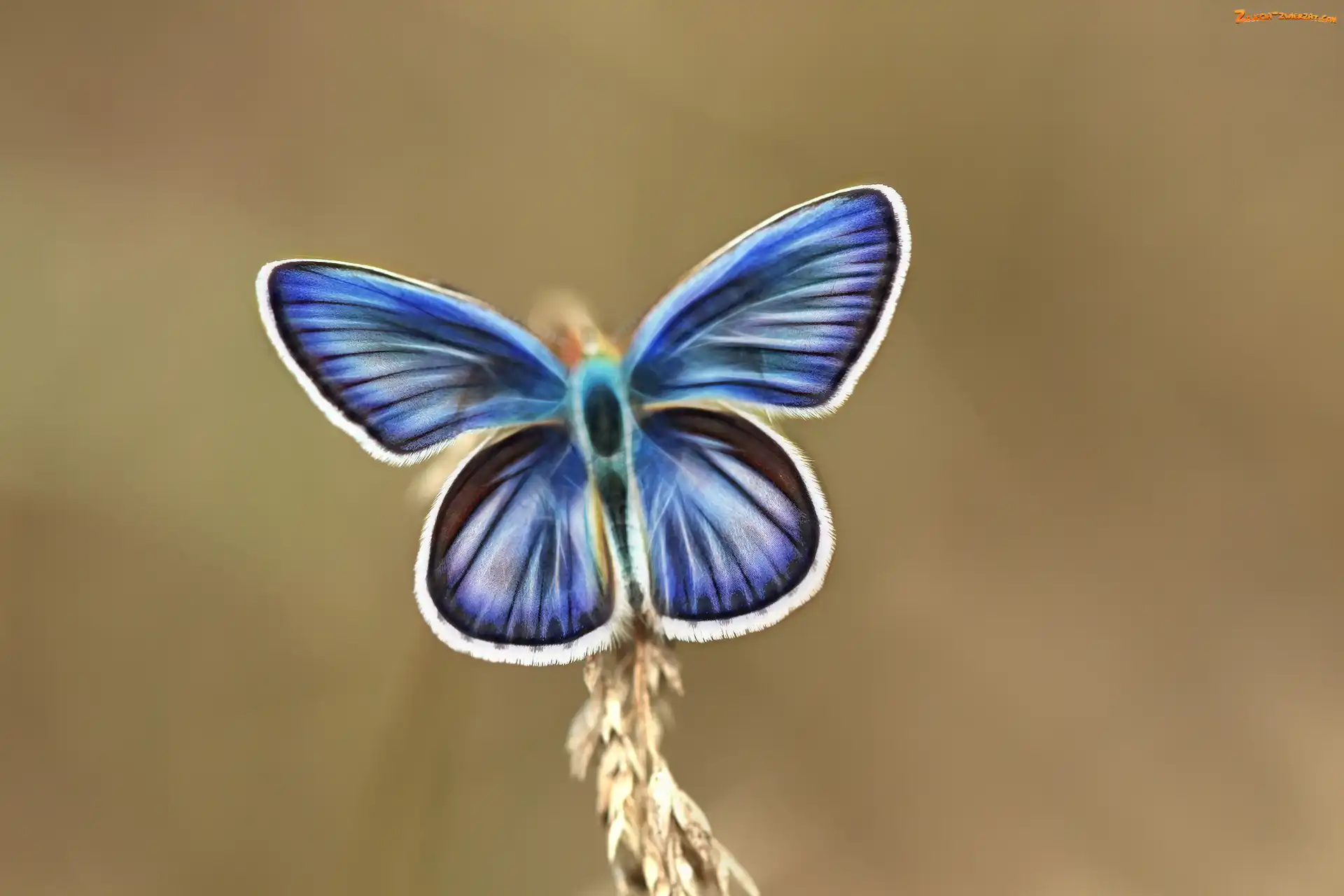 Fractalius, Motyl, Niebieski