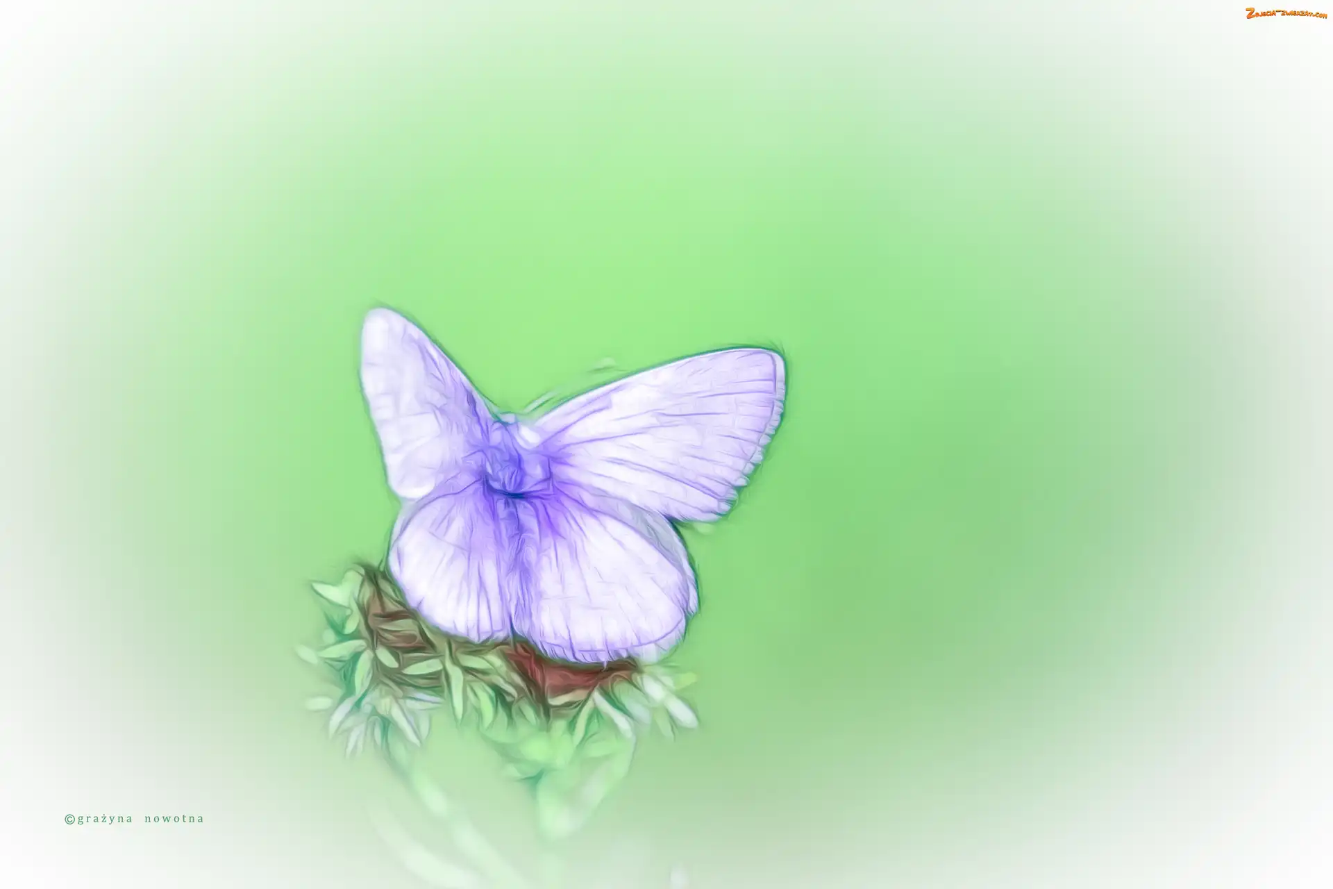 Motyl, Fractalius