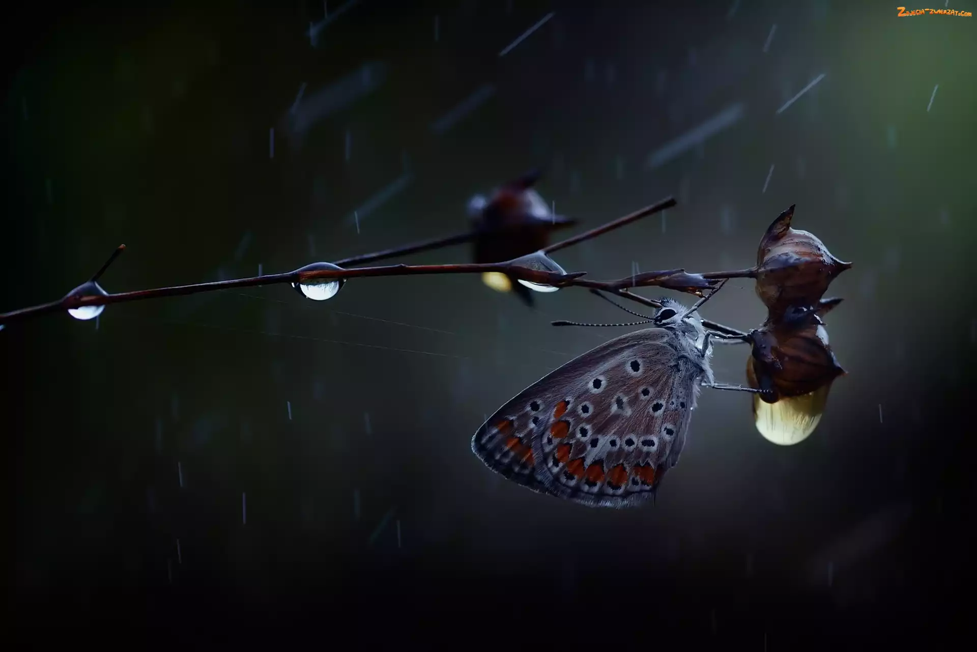 Gałązka, Motyl, Deszcz, Krople, Modraszek ikar, Roślinka