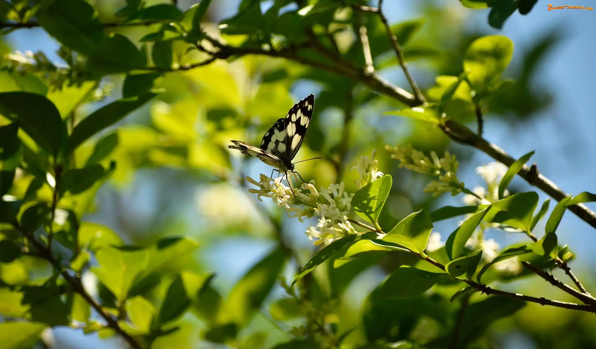 Gałązki, Motyl, Światło, Białe, Polowiec szachownica, Kwiaty