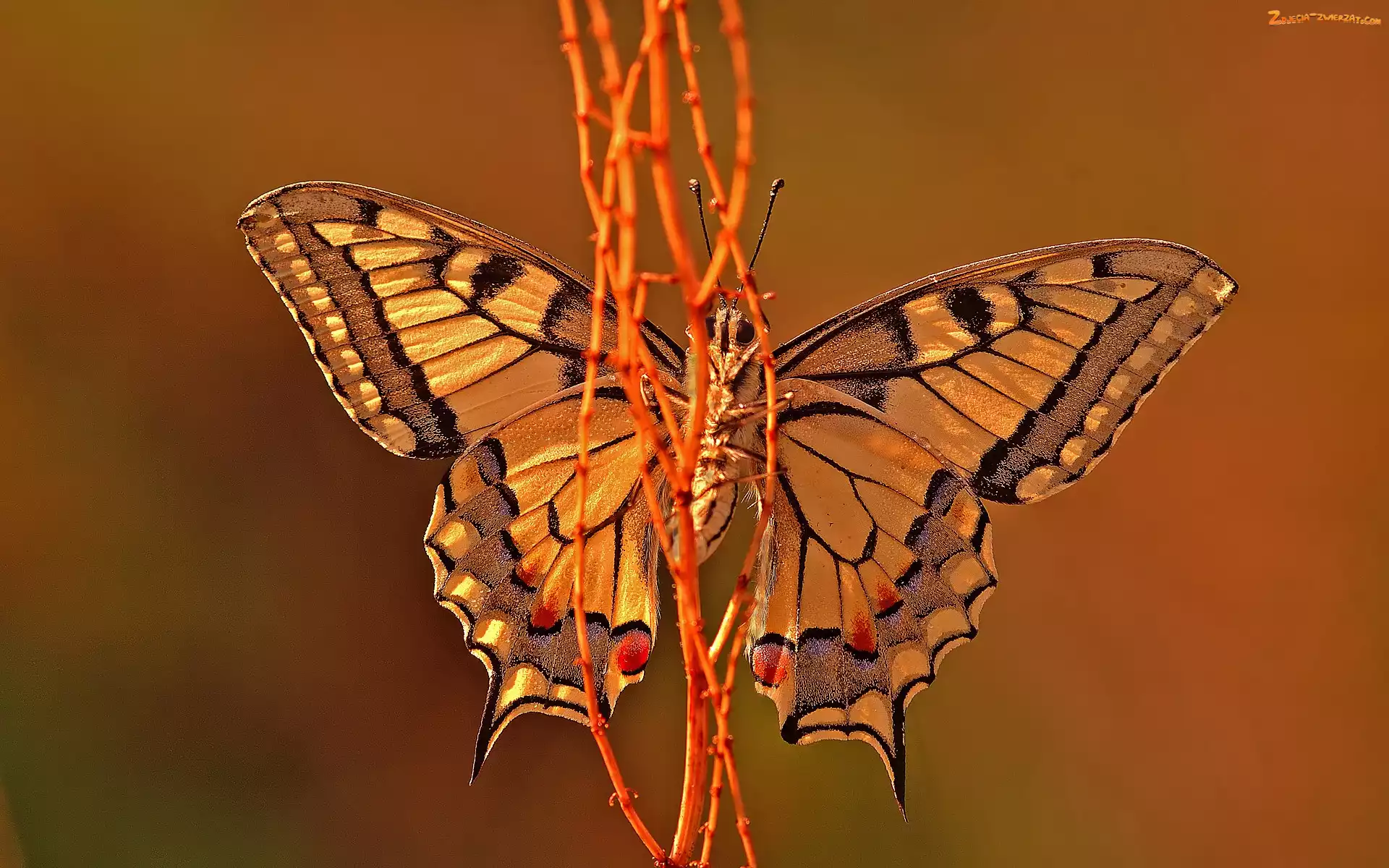 Motyl, Gałązki