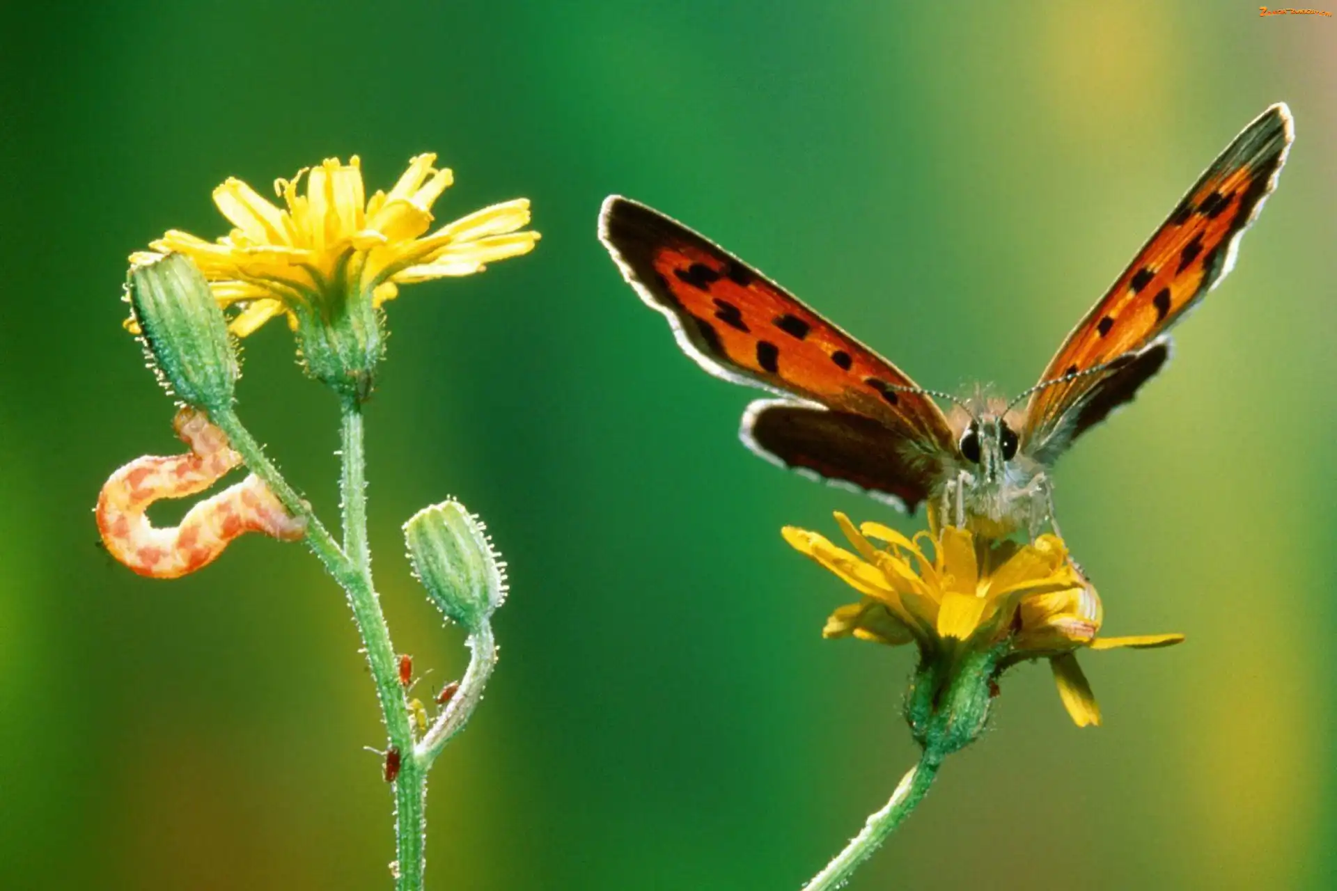 gÄ…sienica, Motyl, kwiat