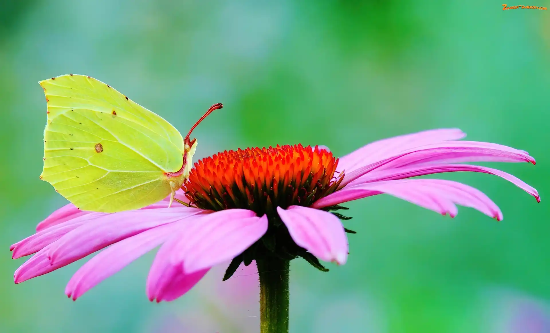 Gerbera, Motyl, Cytrynek