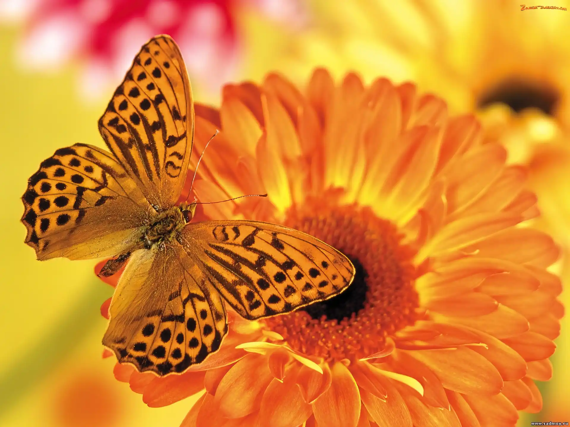 Gerbera, Motyl, Pomarańczowa