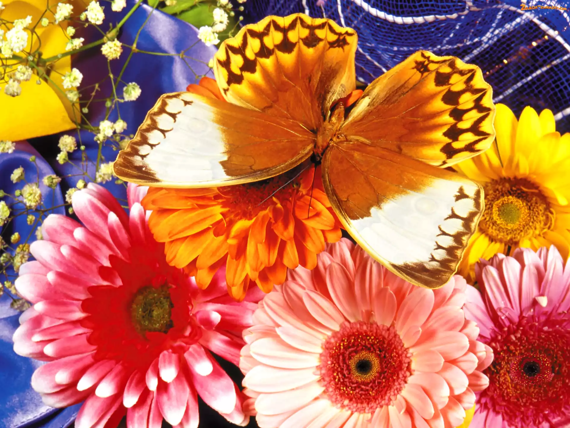 Gerbery, Motyl, Kolorowe