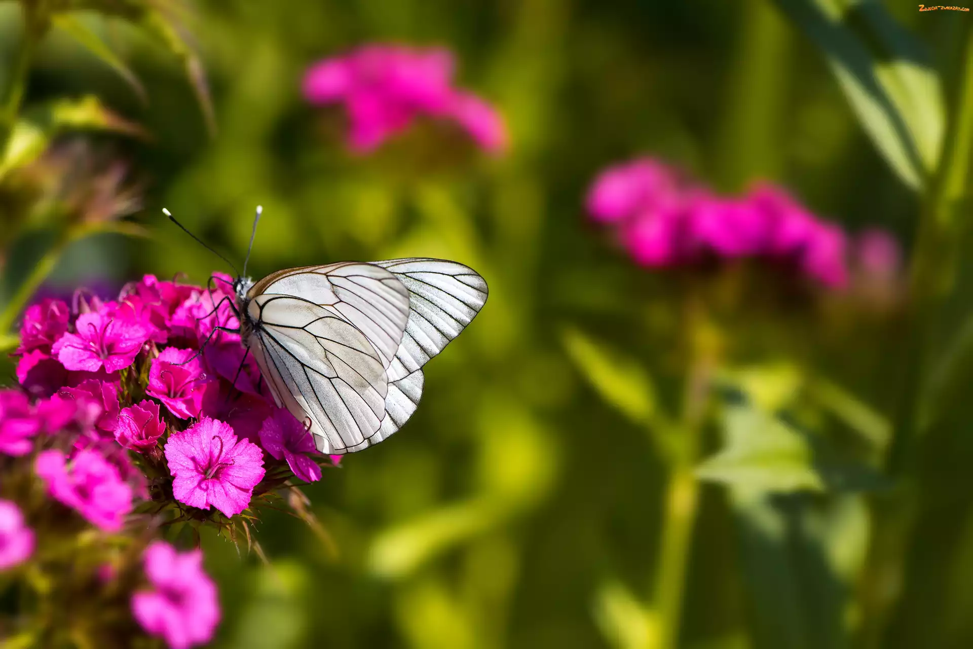 Goździk, Motyl, Kwiat