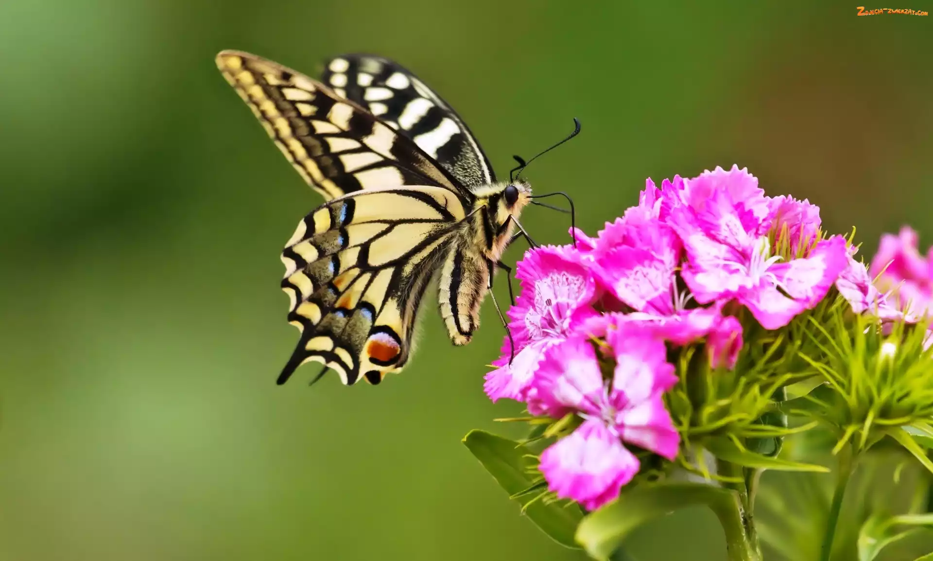 Paź, Goździki, Motyl, Królowej