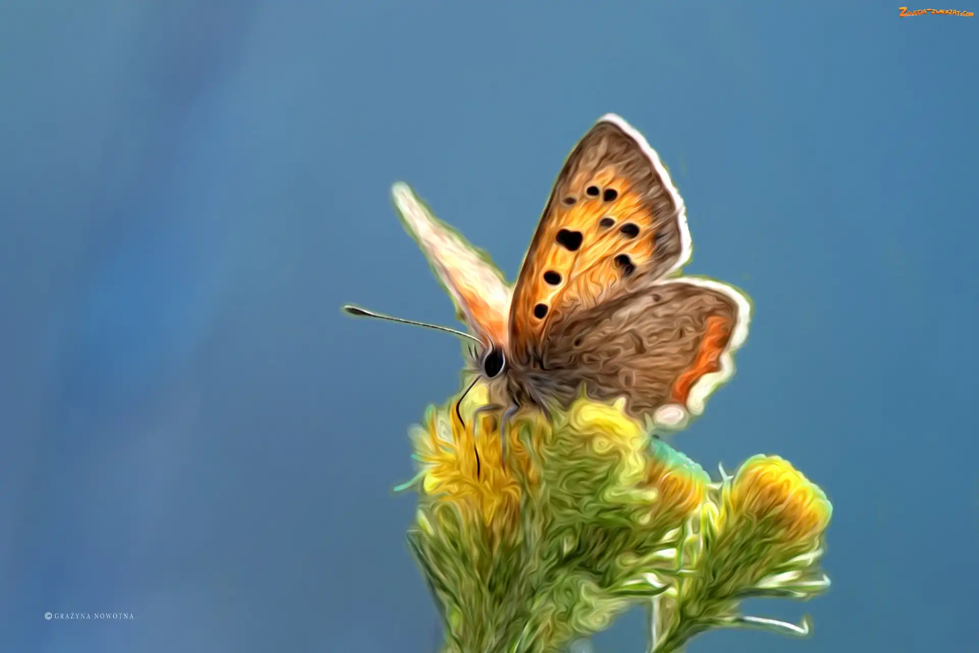 Grafika, Motyl, Kwiaty