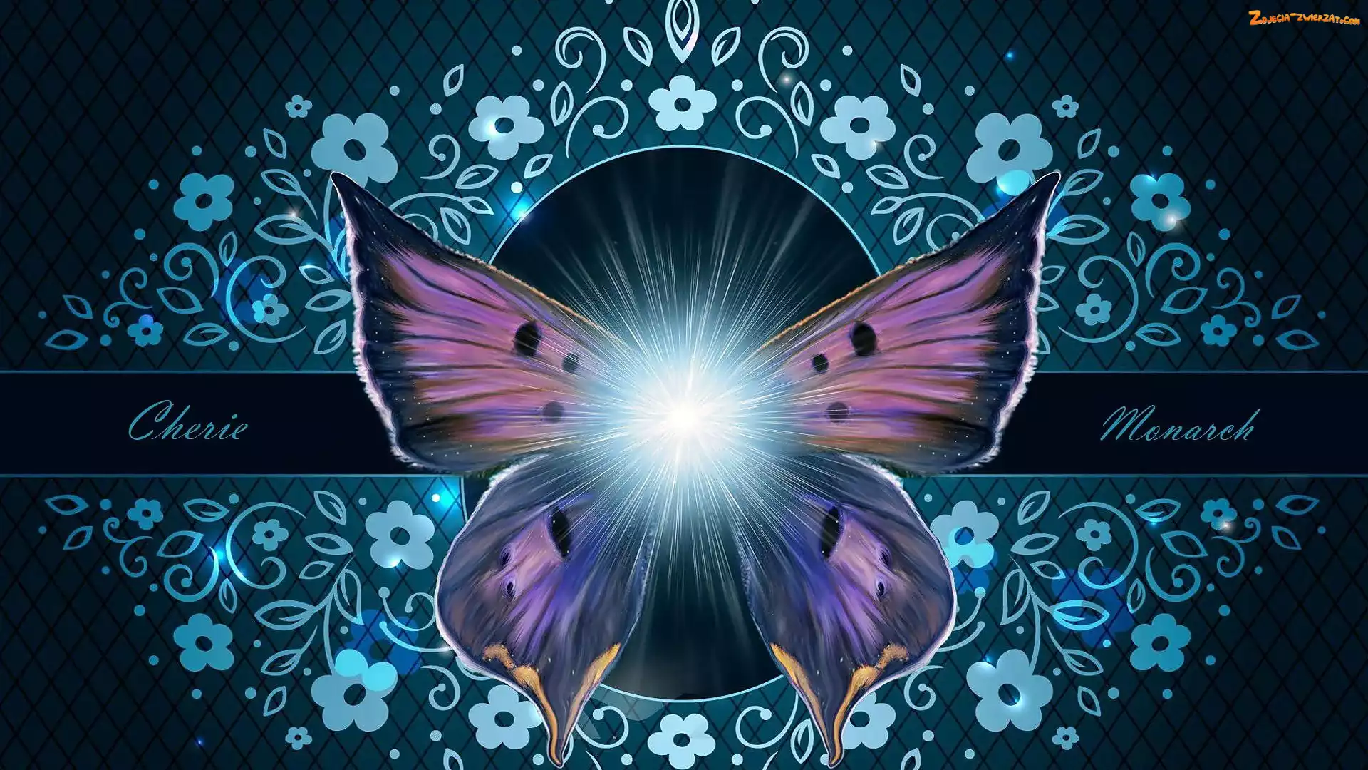 Motyl, Grafika