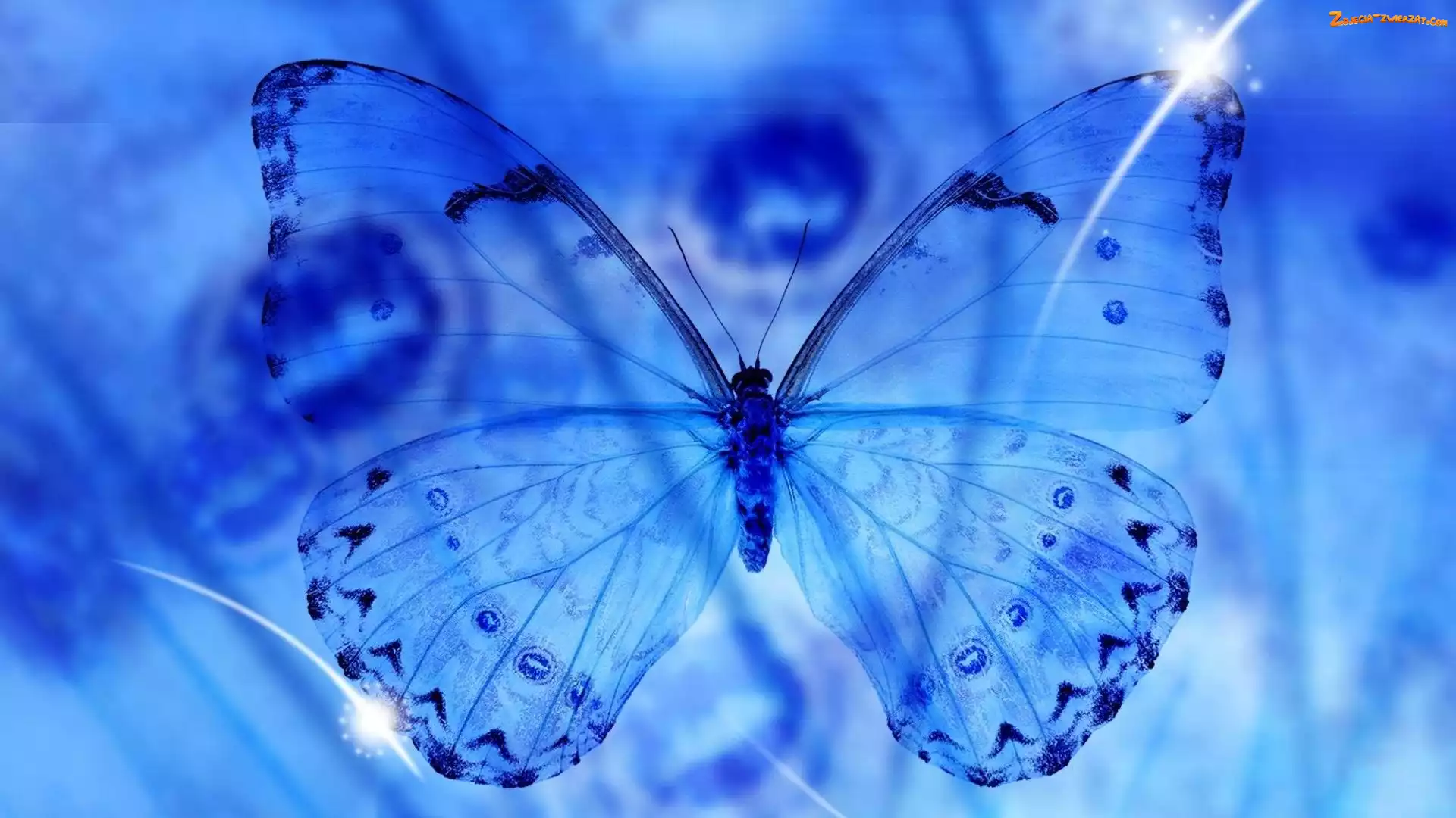 Grafika, Motyl, Tło