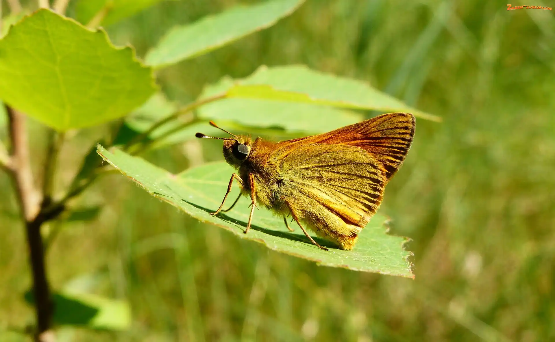 Motyl, Liść, Owad, Karłątek kniejnik