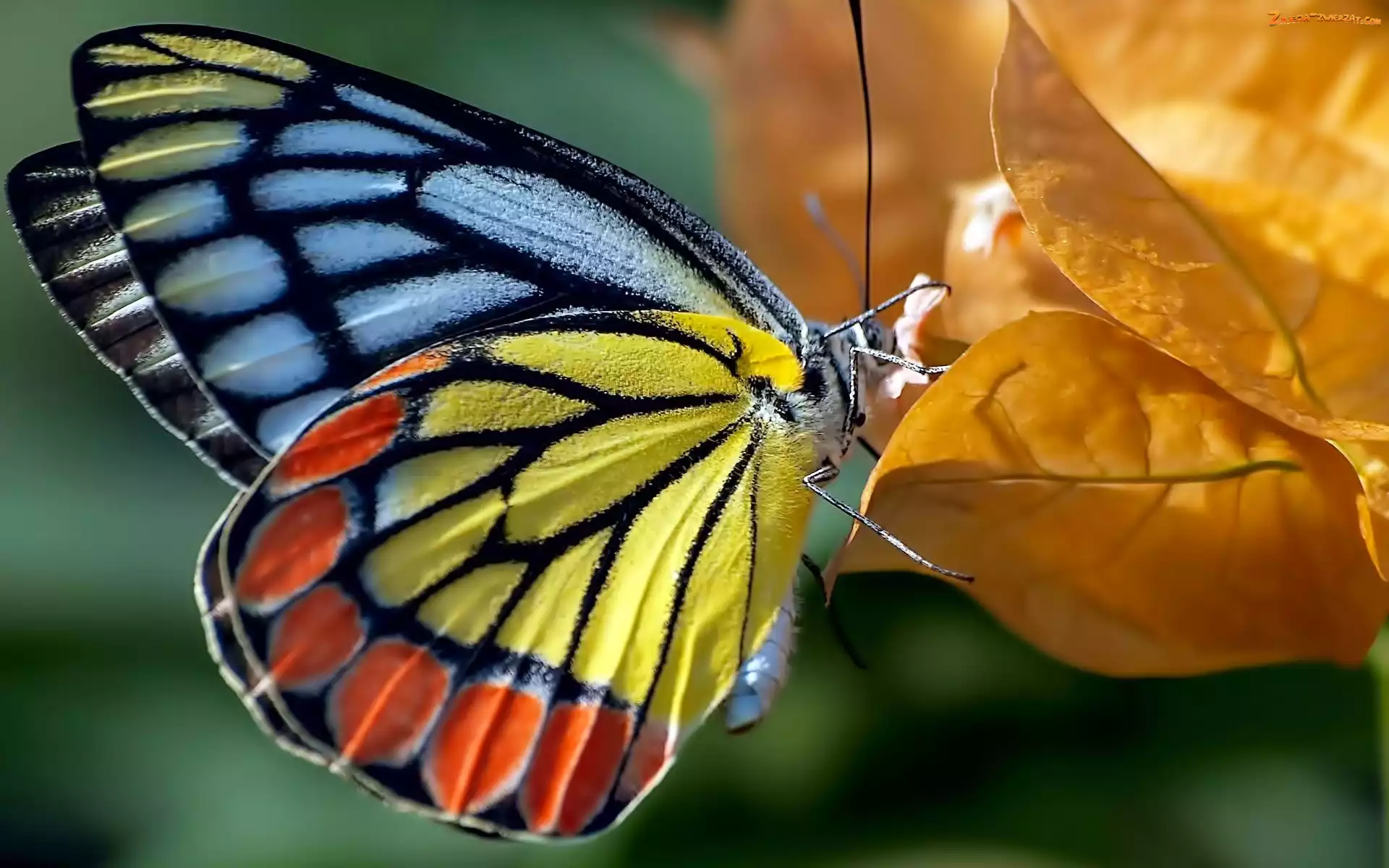Motyl, Jesień, Kolorowy, Liść