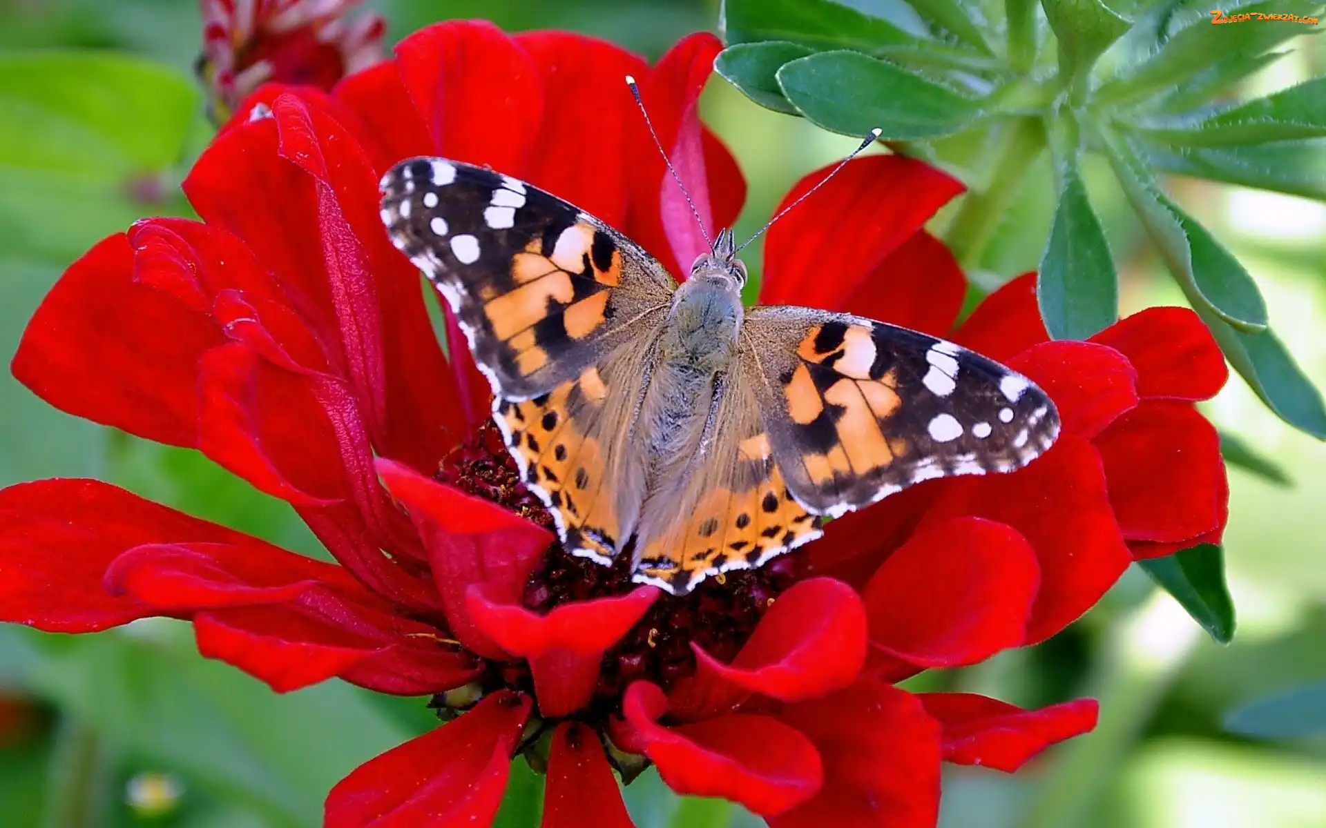 Cynia, Rusałka, Kolorowy, Czerwony, Kwiat, Motyl, Osetnik