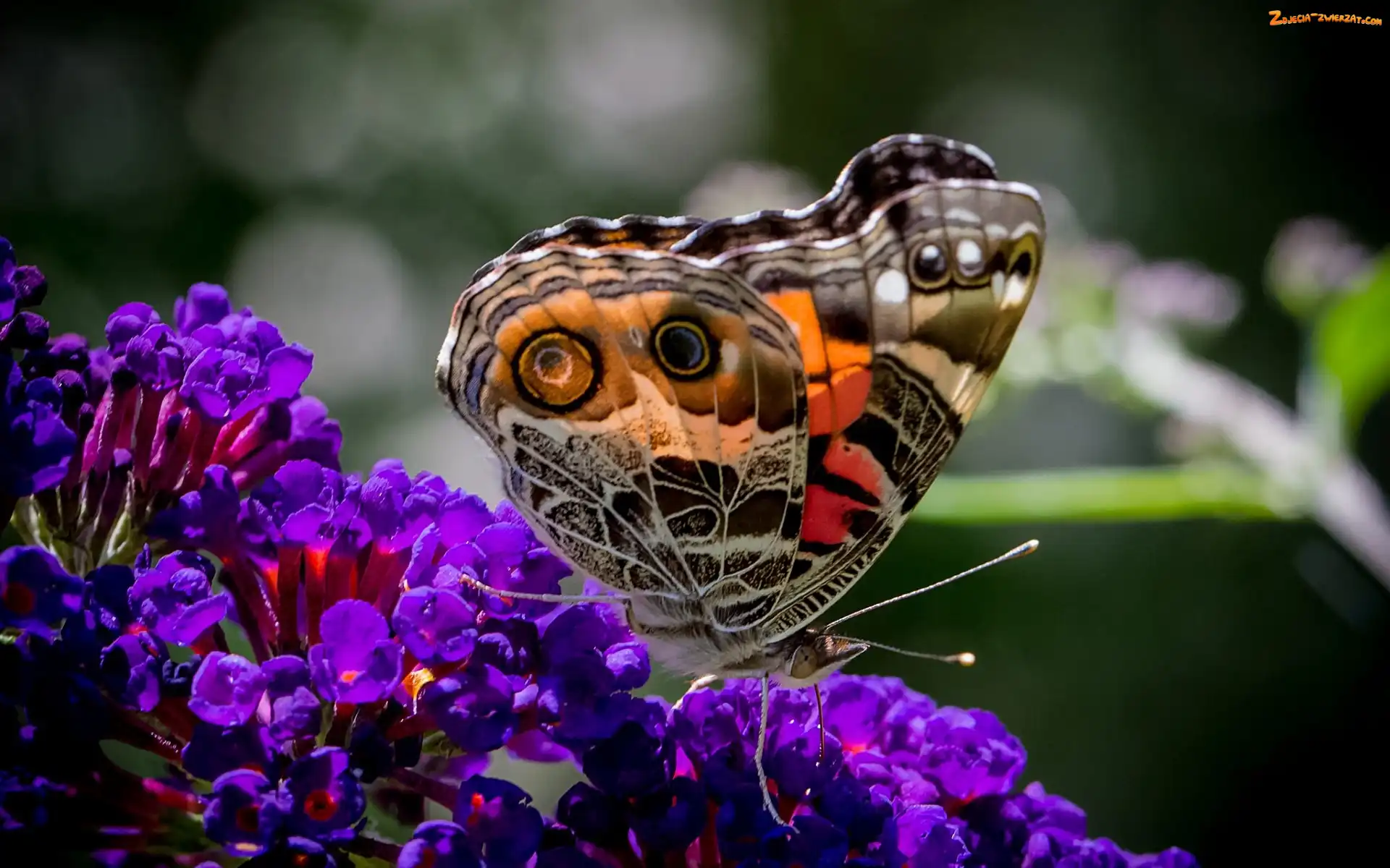 Motyl, Kwiaty, Kolorowy, Fioletowe