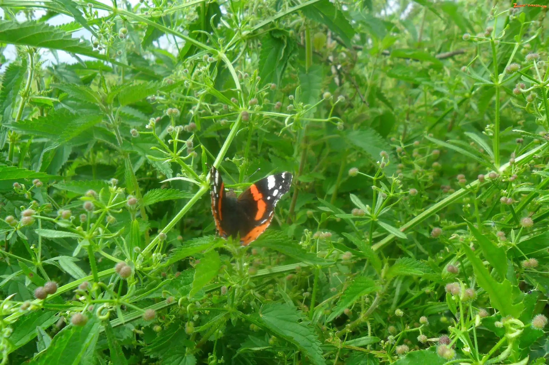 Motyl, Liście, Kolorowy, Zielone