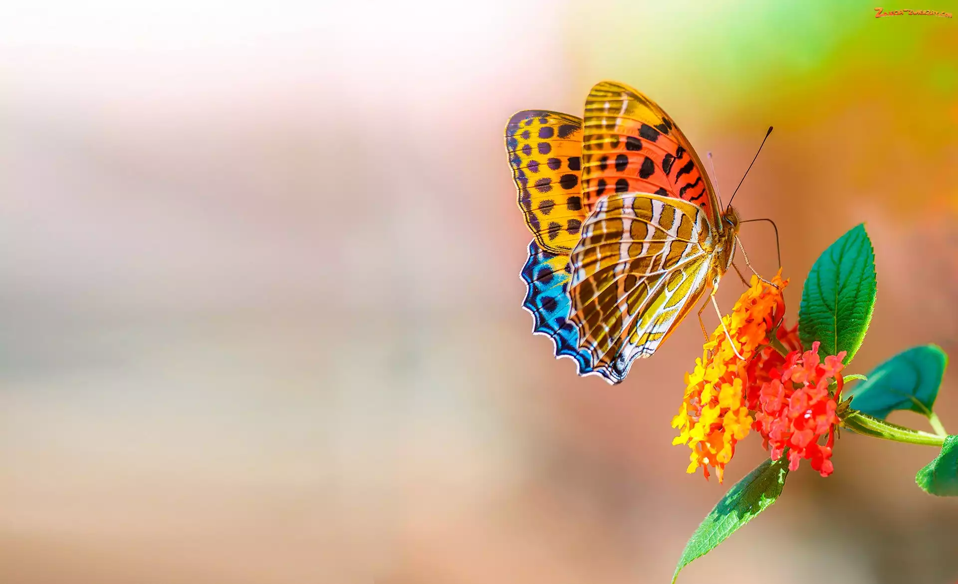 Motyl, Makro, Kolorowy, Kwiat