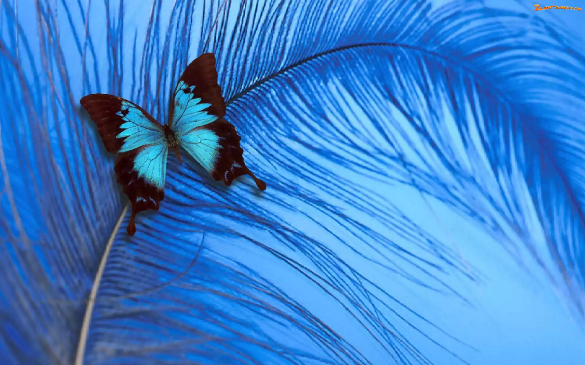 Motyl, Pióro, Kolorowy, Niebieskie